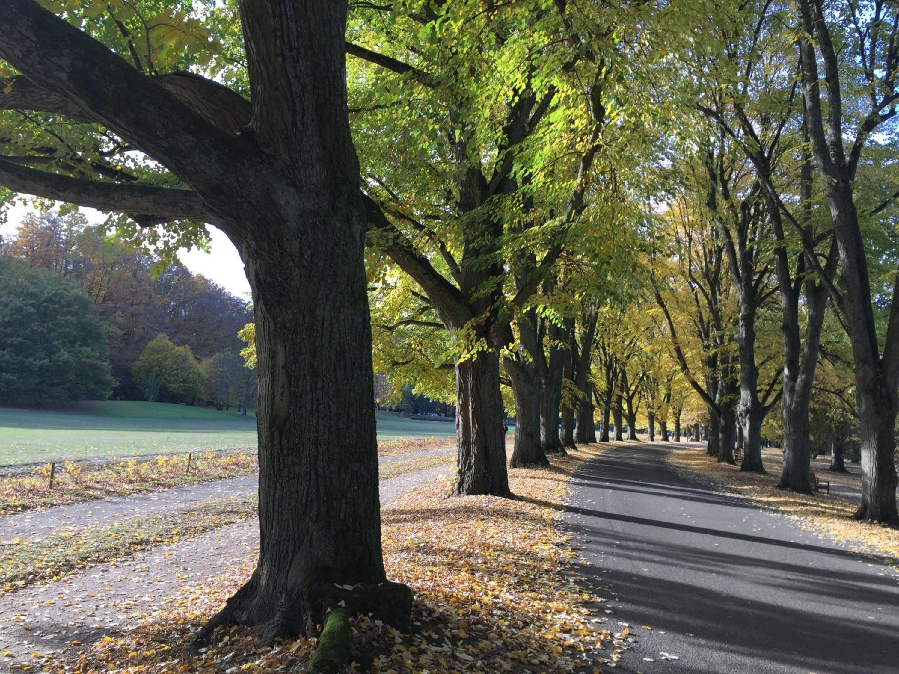 Suite mit Blick auf die Lichtentaler Allee