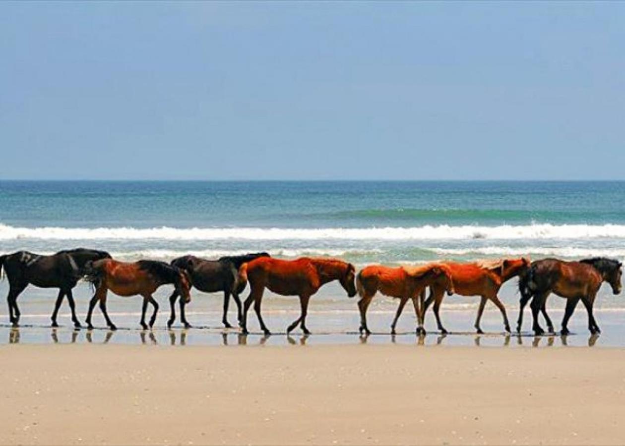 Almost Paradise C9036 - 4x4 Area, Wild Horses, Pool, Great Ocean Views!