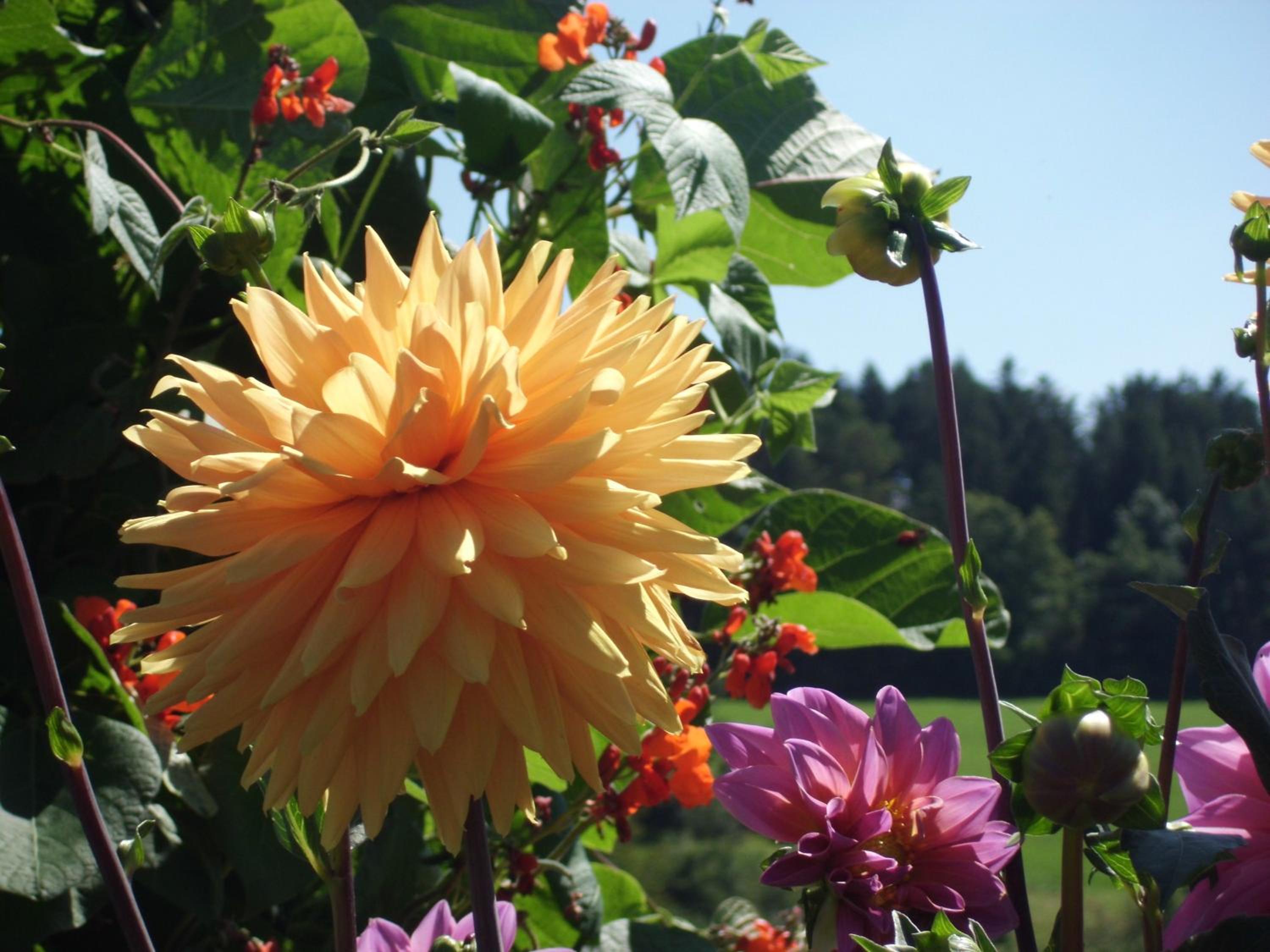 Landgasthaus Sonne view 5