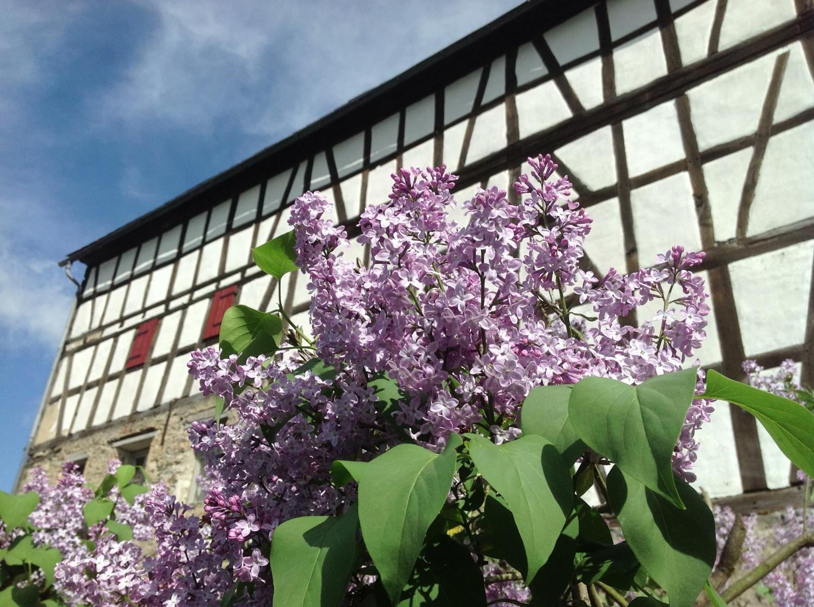 Gut Bunt Ferienhaus view 4