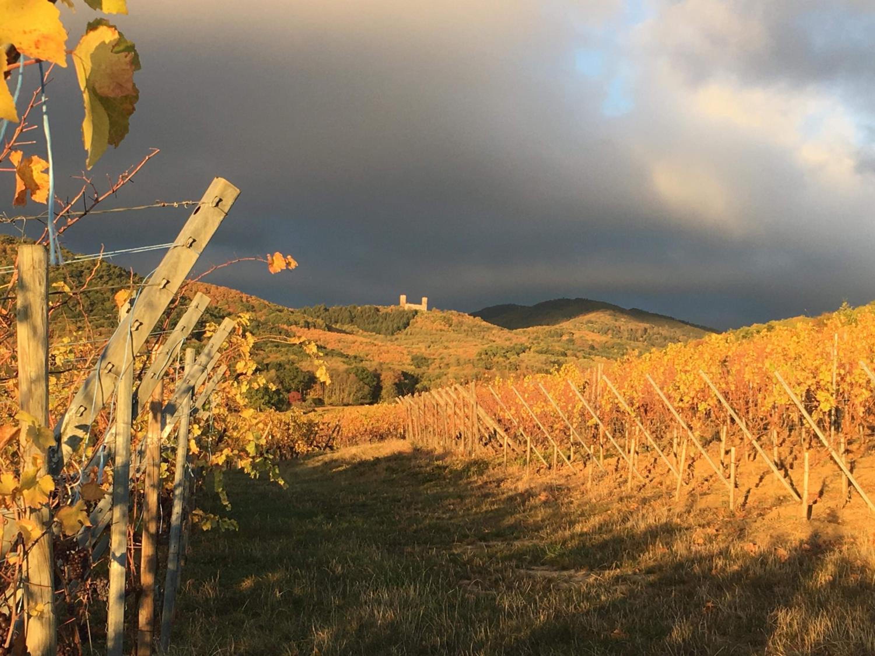 Le Grenier Des Arômes Au Domaine Wittmann