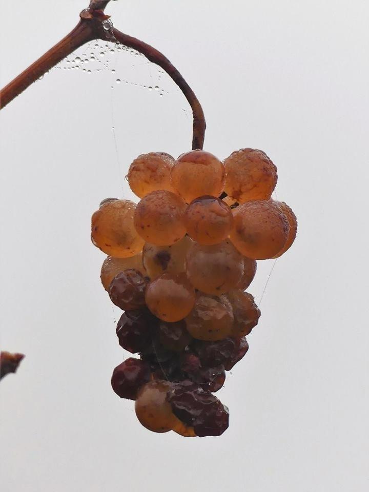 Le Grenier Des Arômes Au Domaine Wittmann