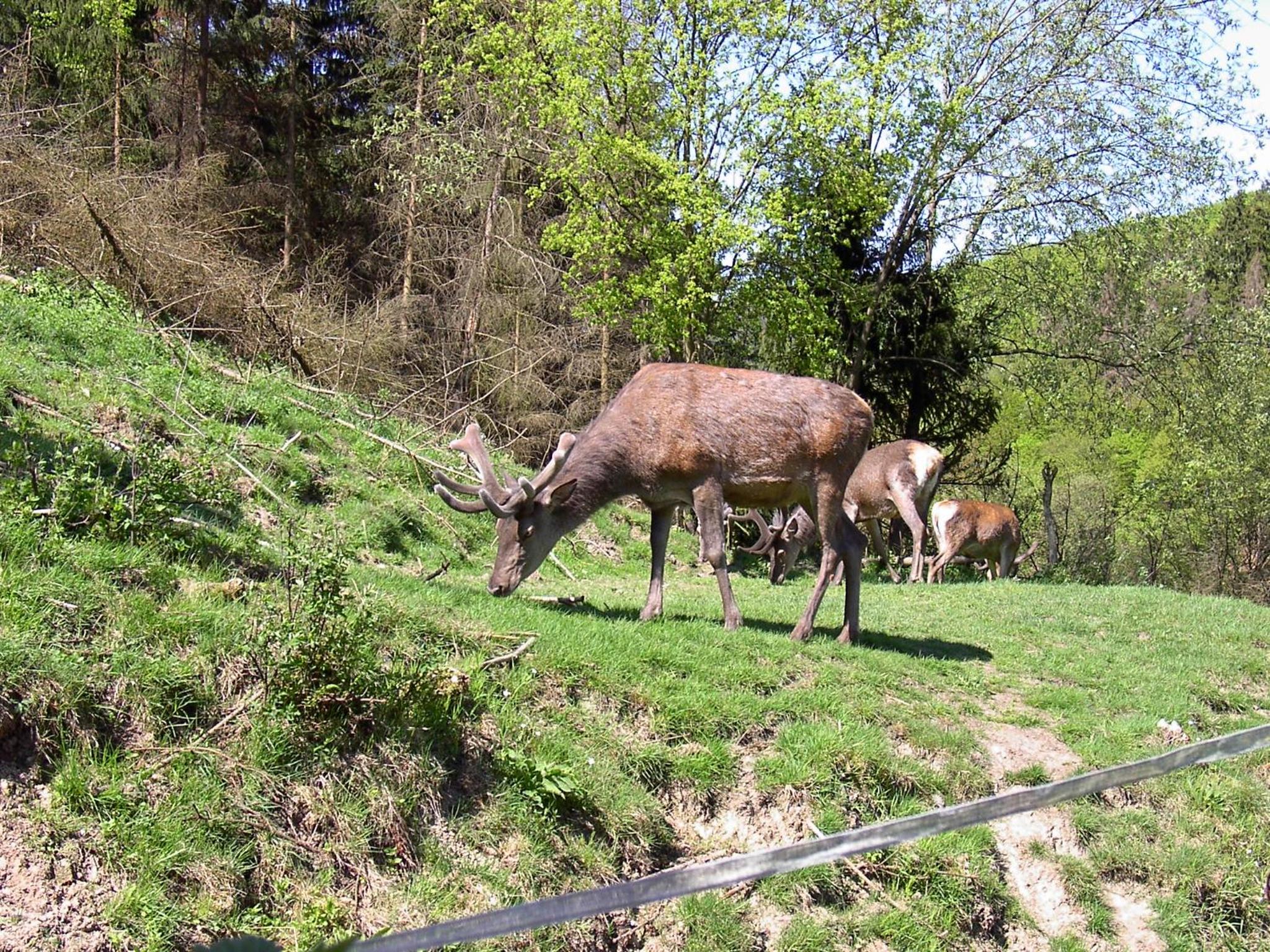 Birkenhain view 5