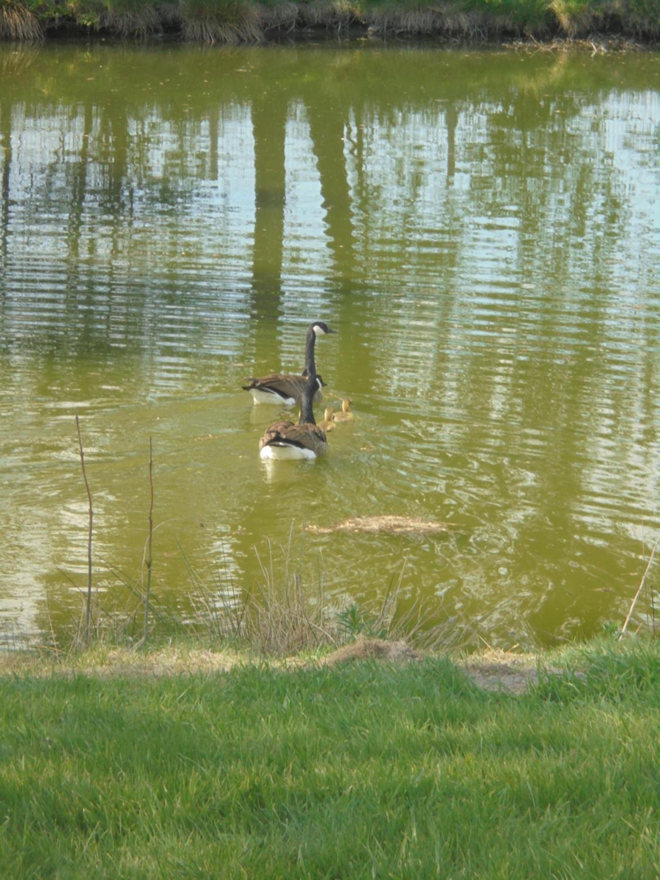 Au bord de l'Eau