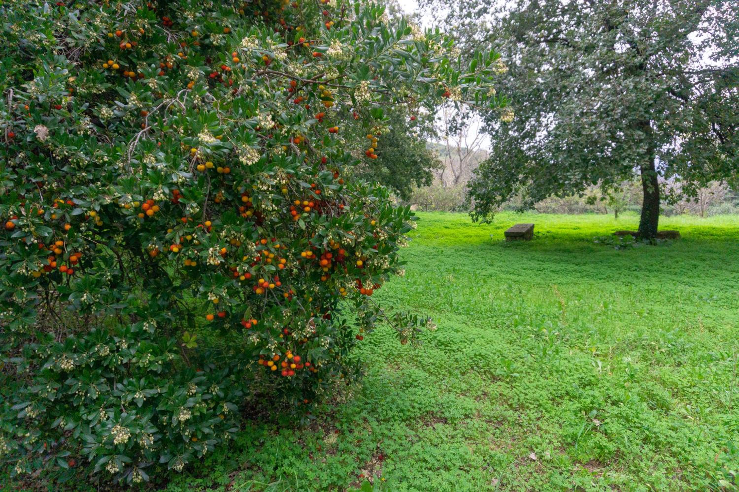 Photo 43