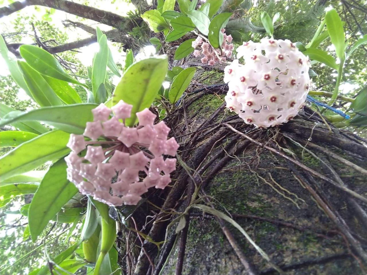 Estacao Paraiso Chalé