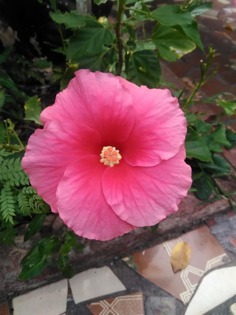 Photo 43