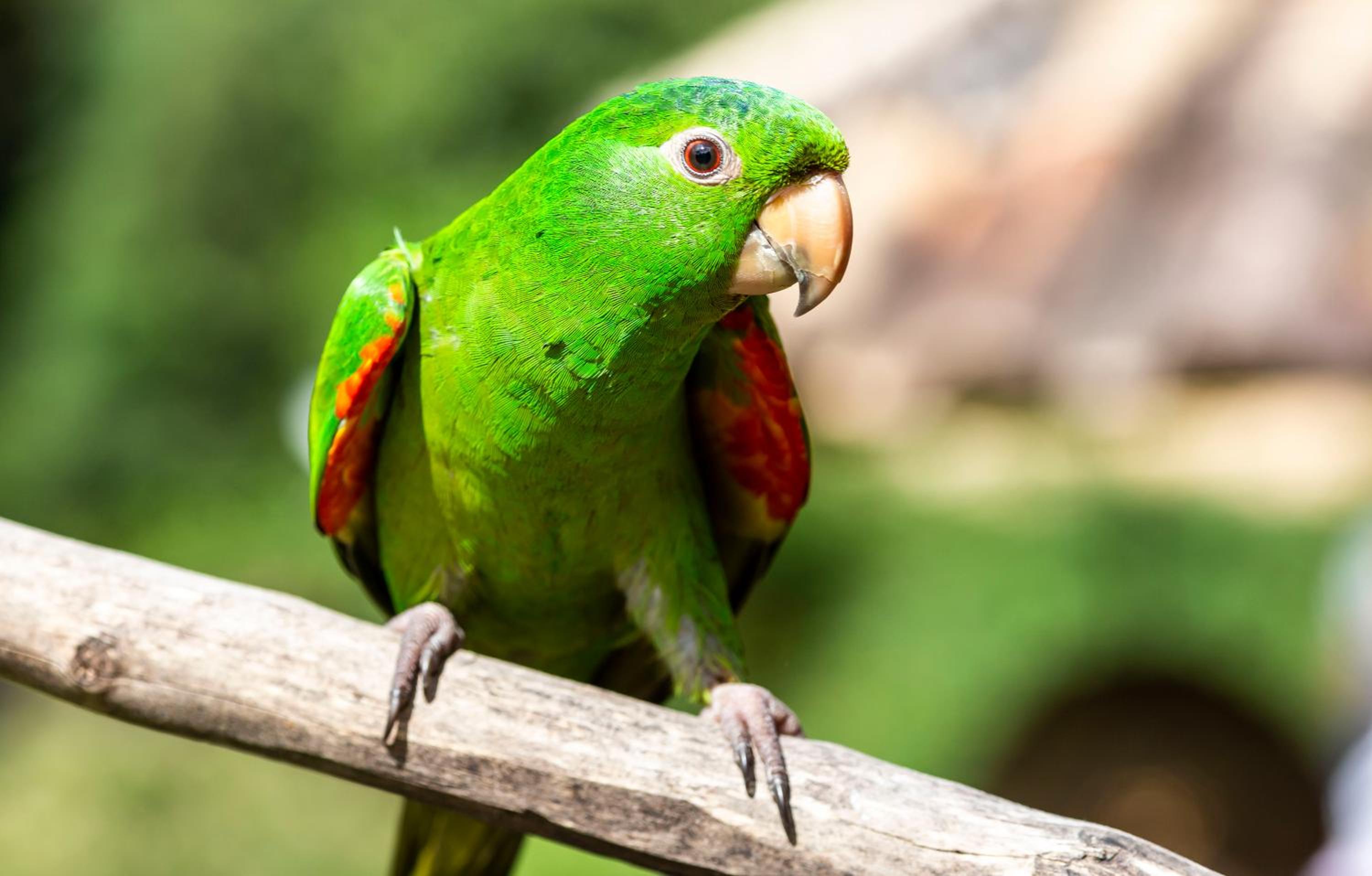 Estalagem Engenho de Serra - Parque Nacional do Itatiaia - Parte Alta
