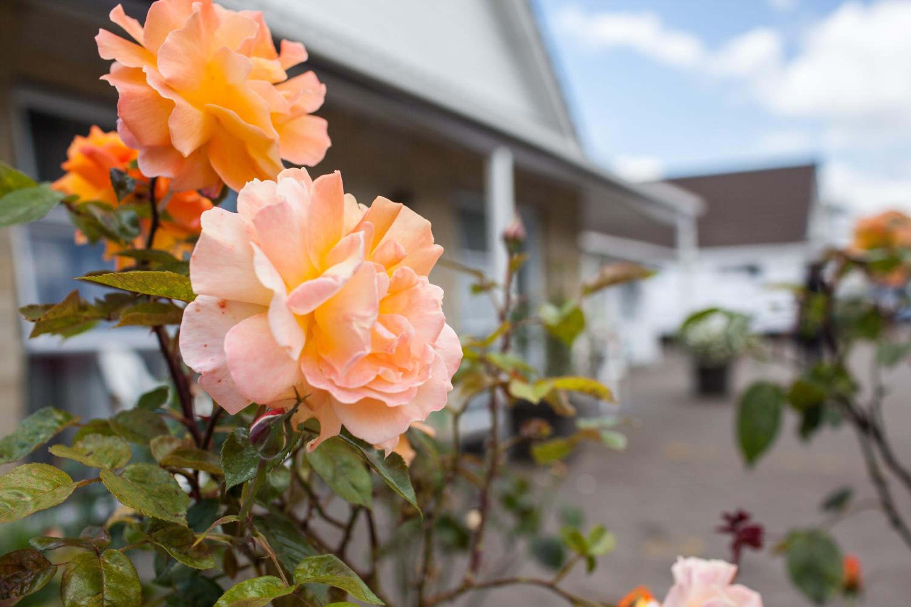 Rose Court Motel