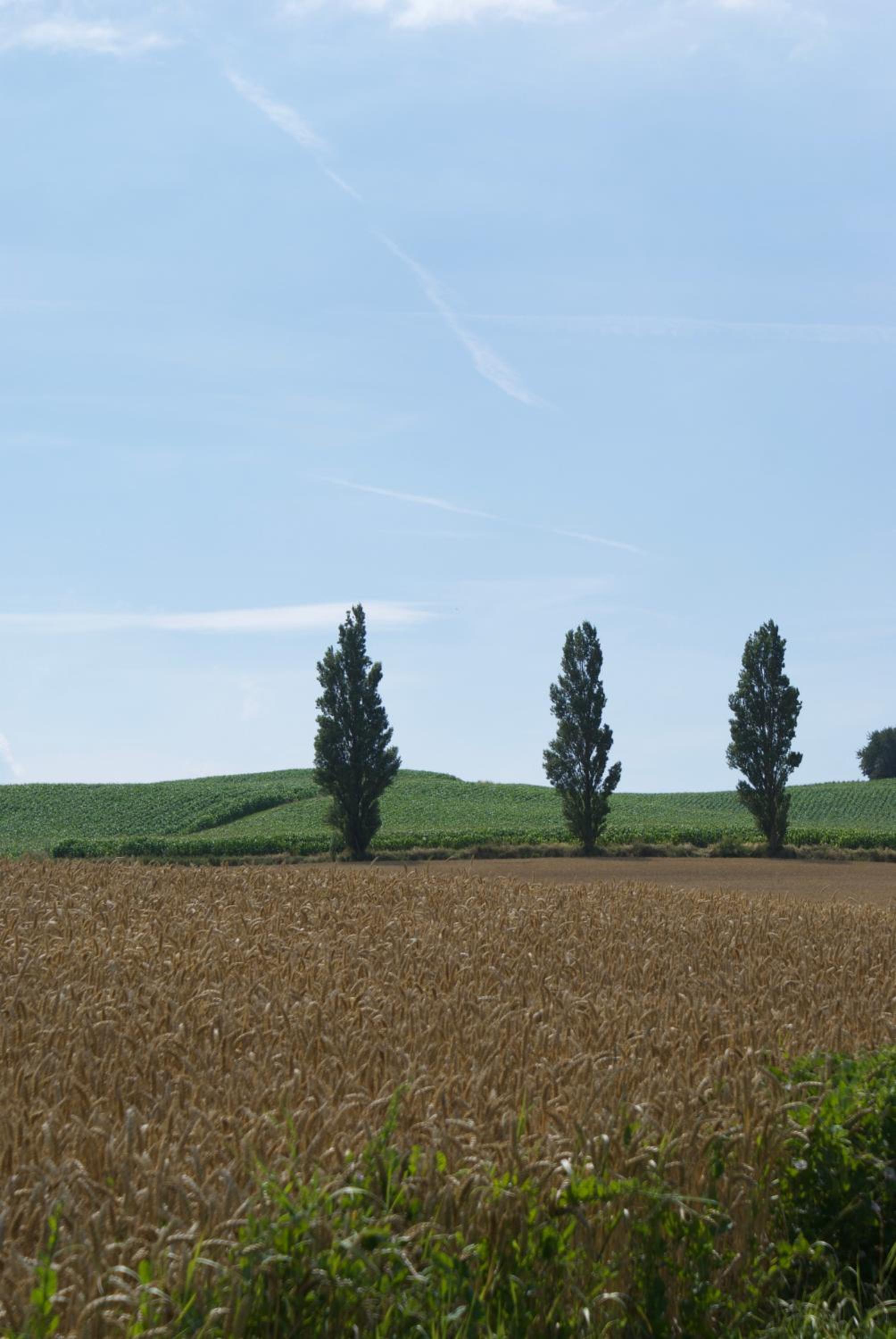 Photo 61