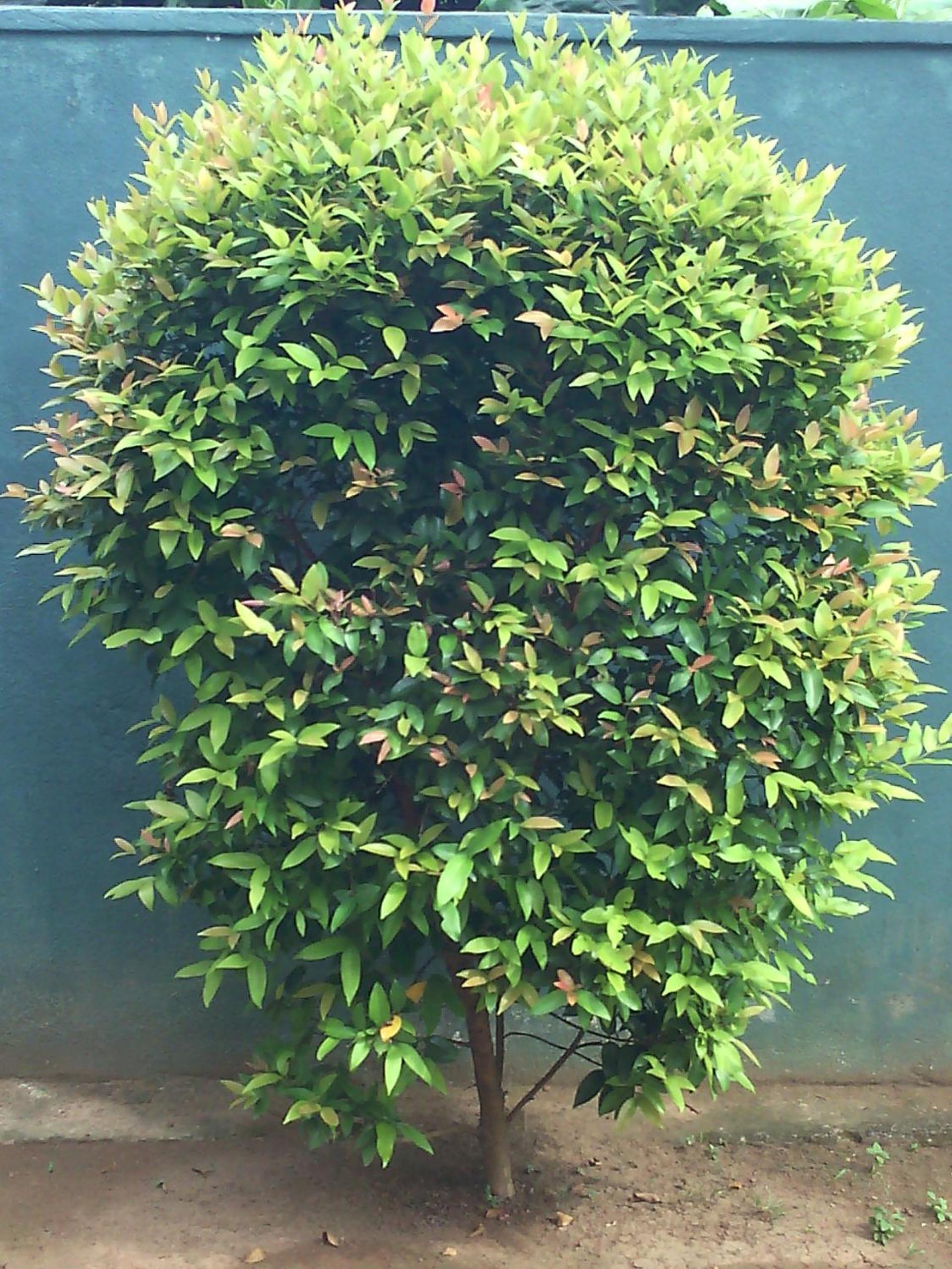 Sumudu Villa view 3