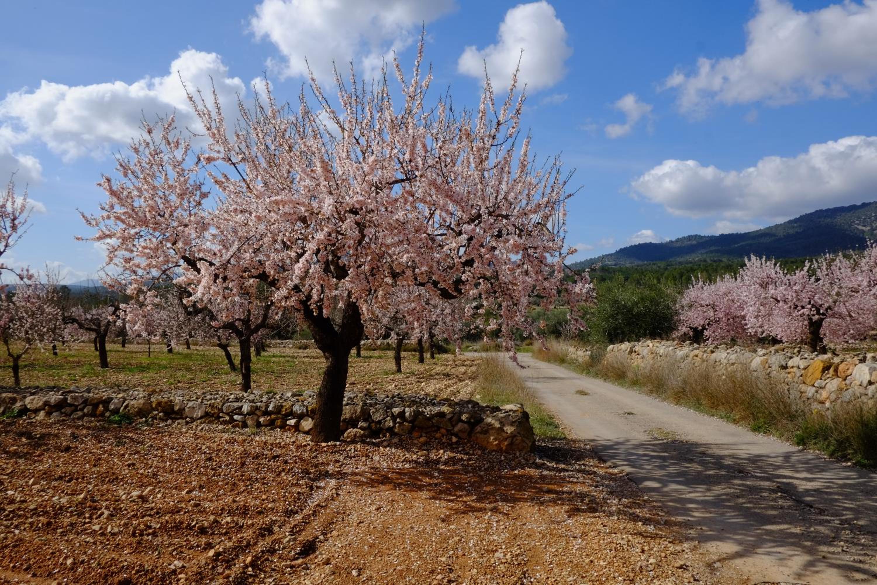 Aldea Roqueta Hotel Rural