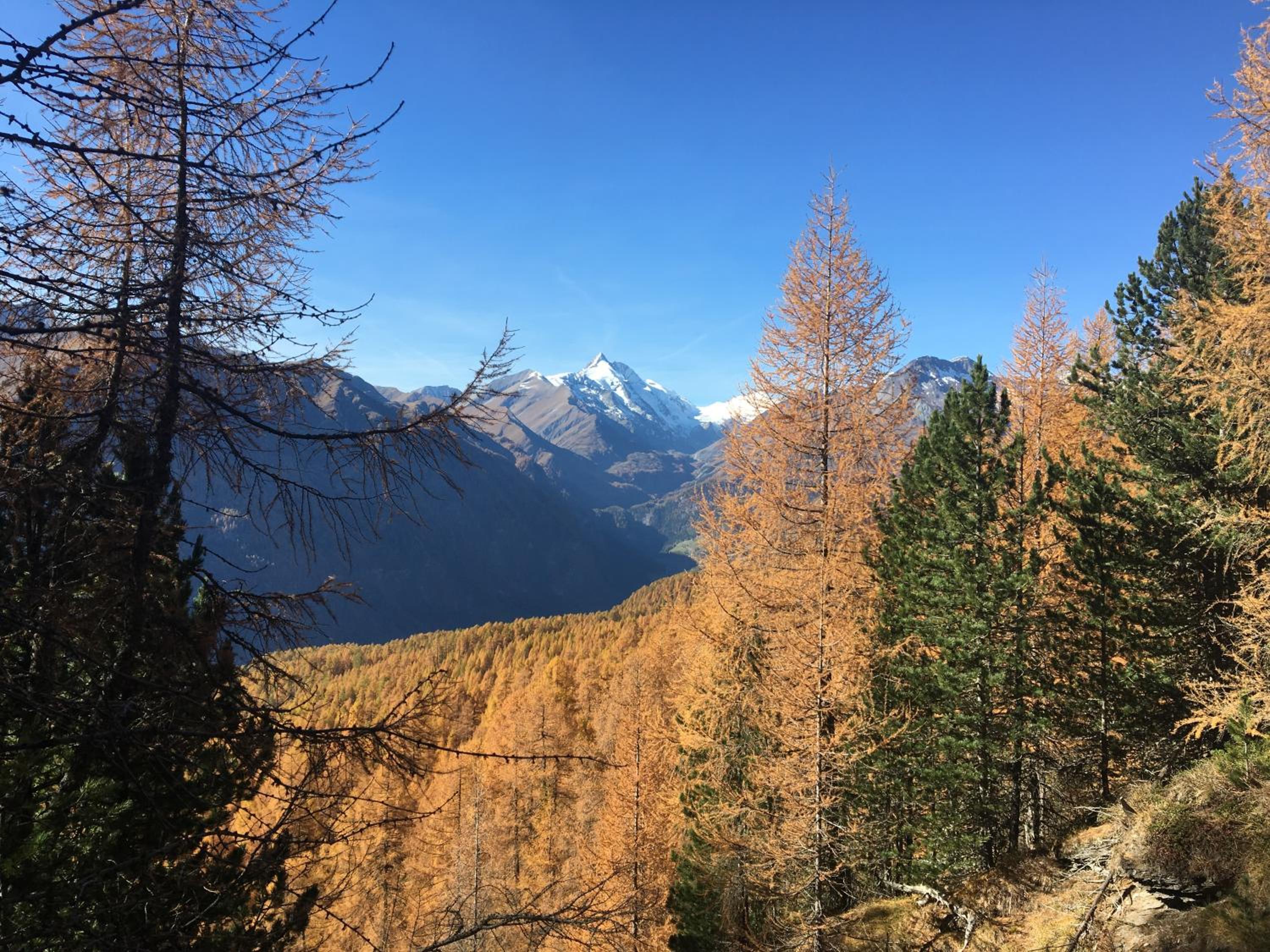 Almhütte Adlerhorst