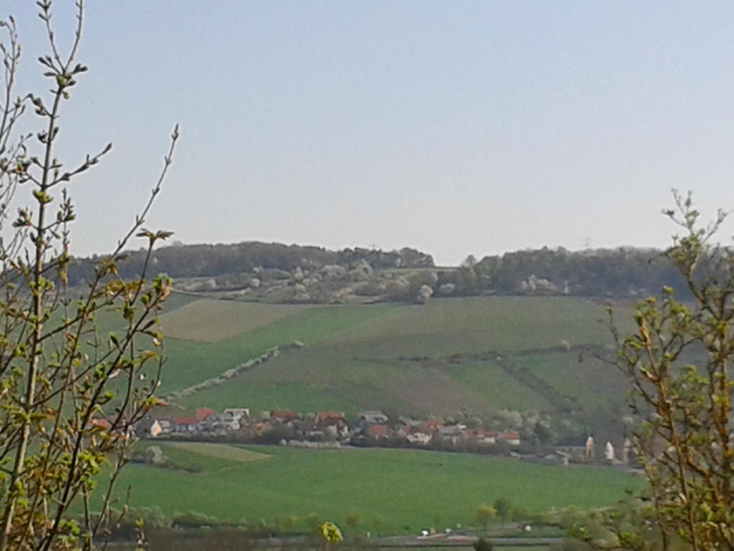 Rebgut, photo 14