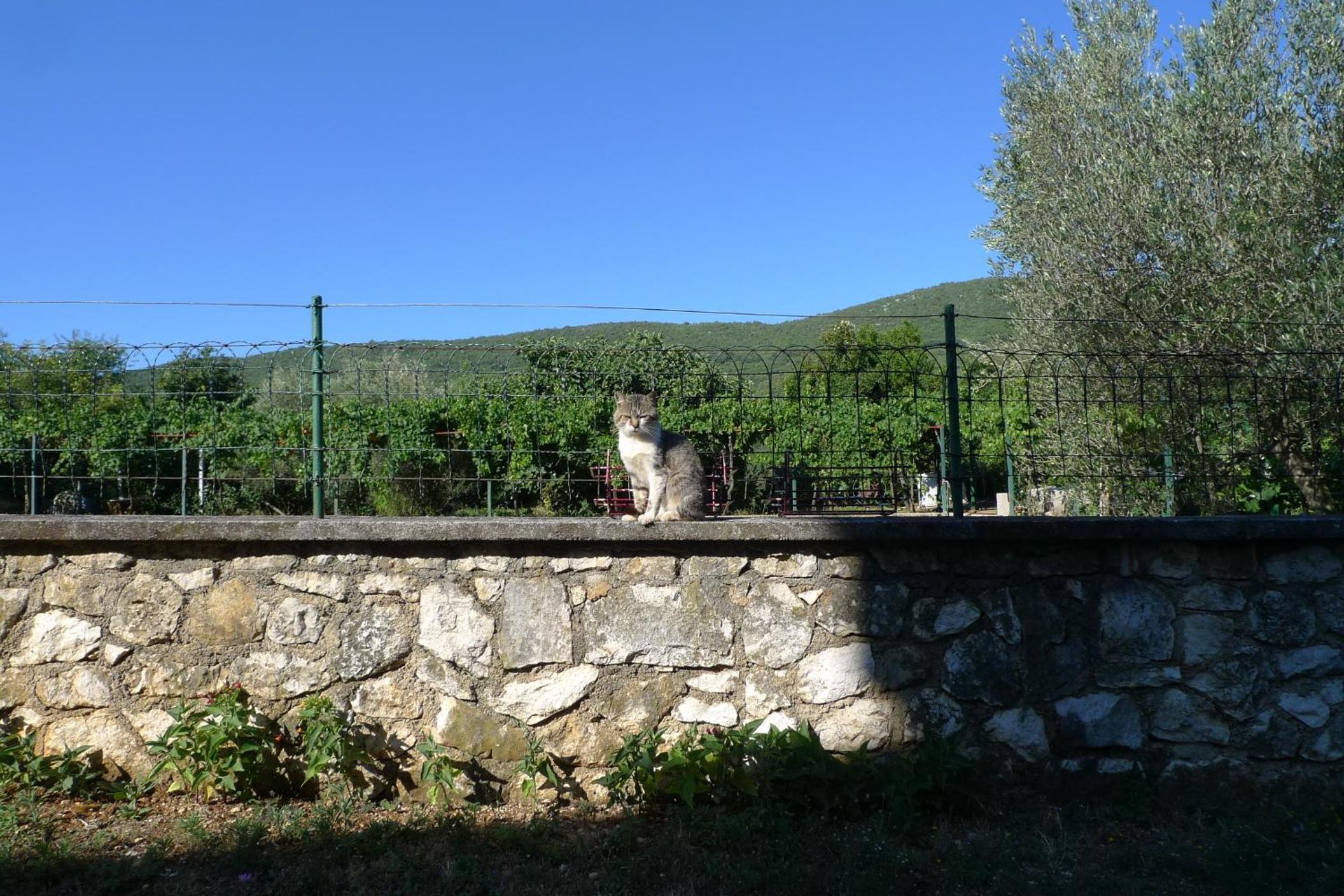 Photo 40