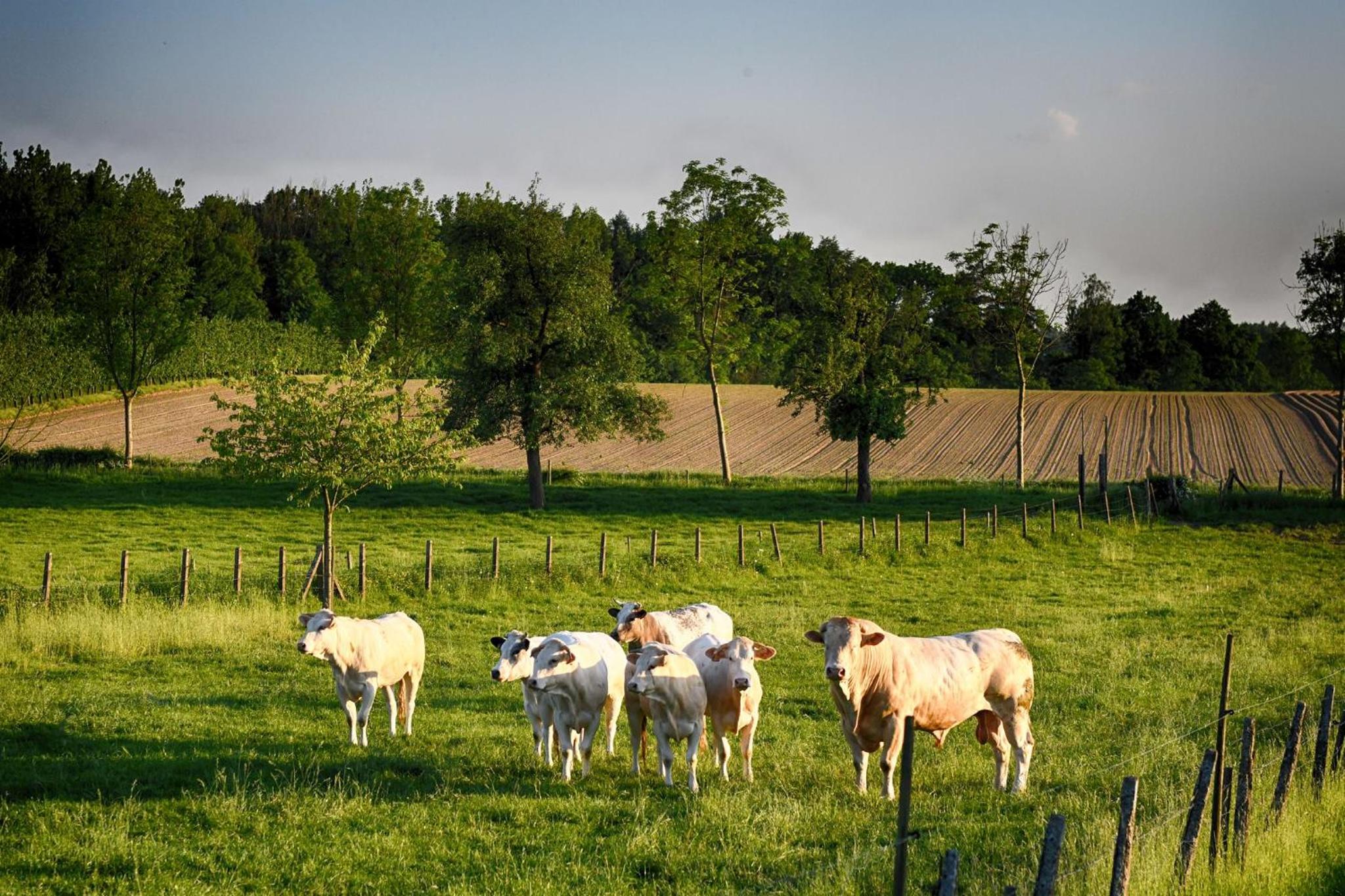 B&B De Bloesem