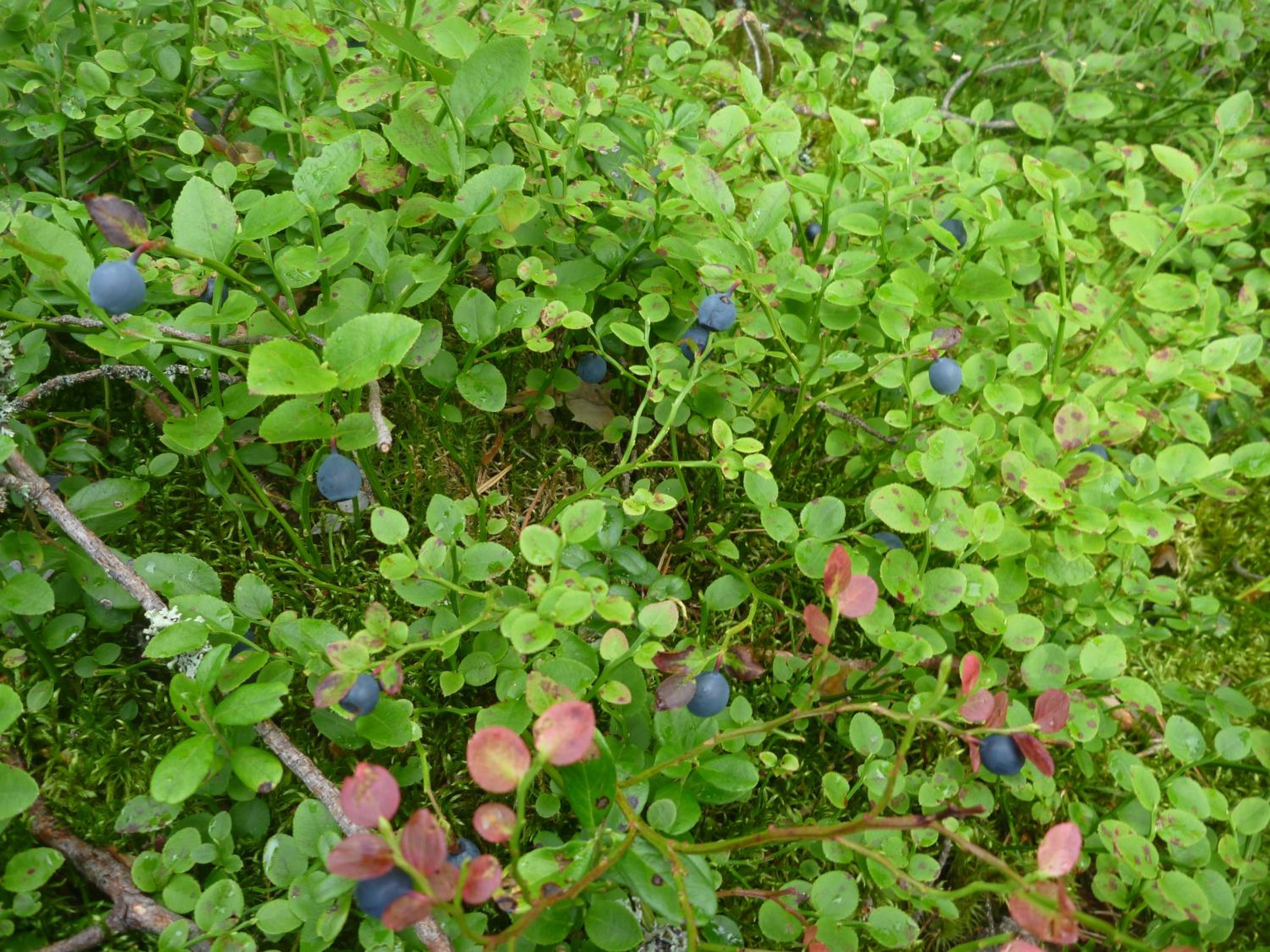 Photo 30