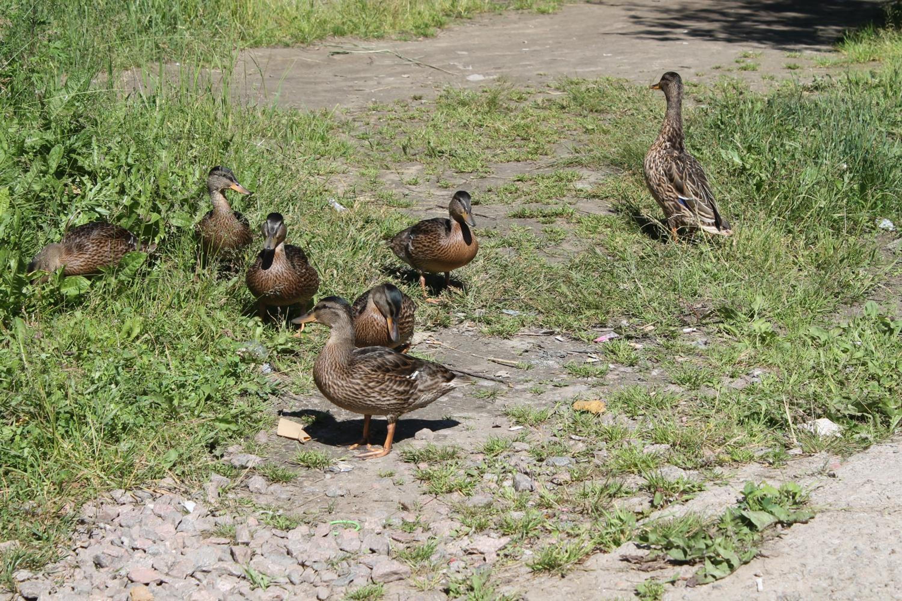 Photo 48