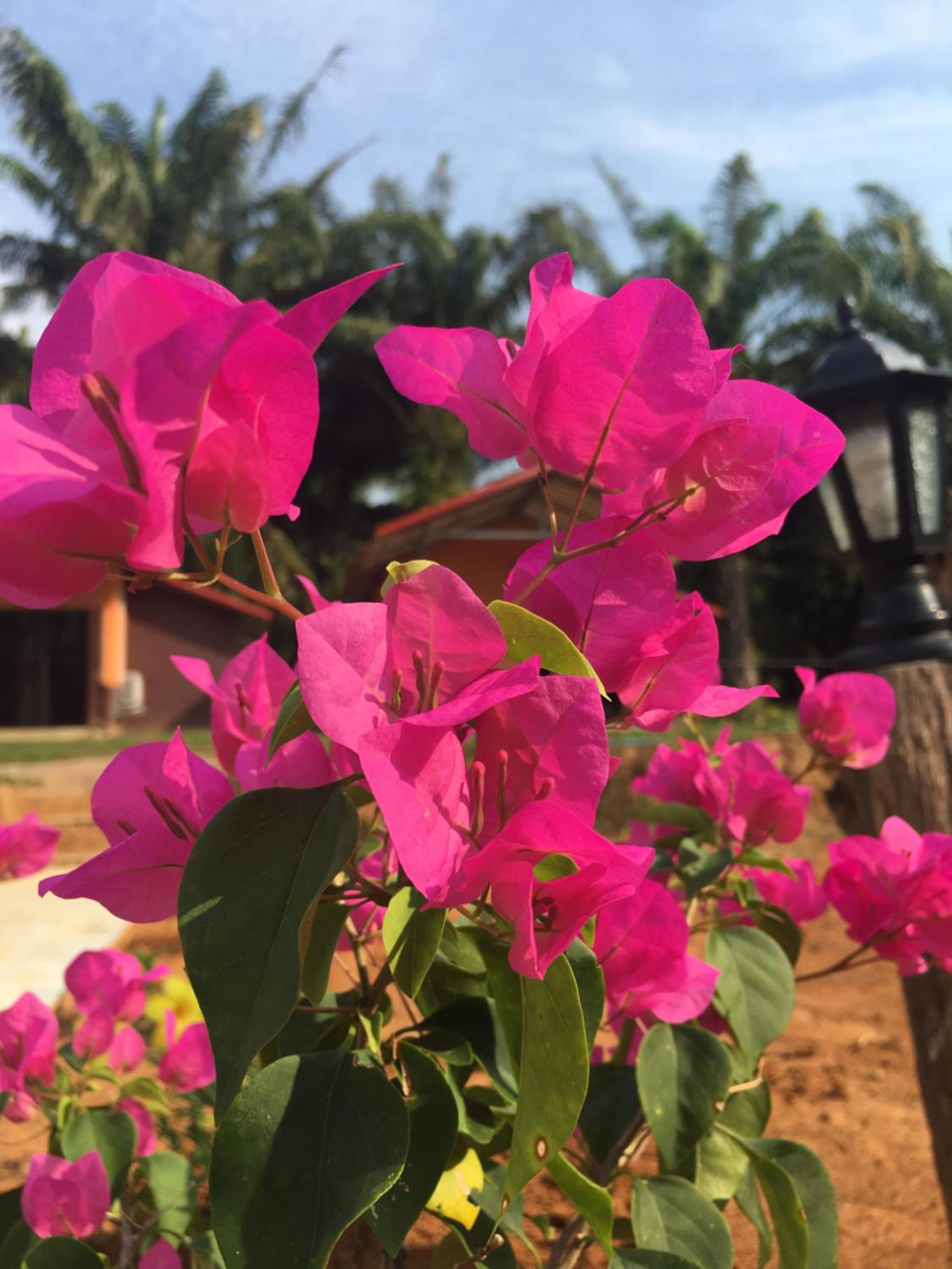 Khao Sok Evergreen House