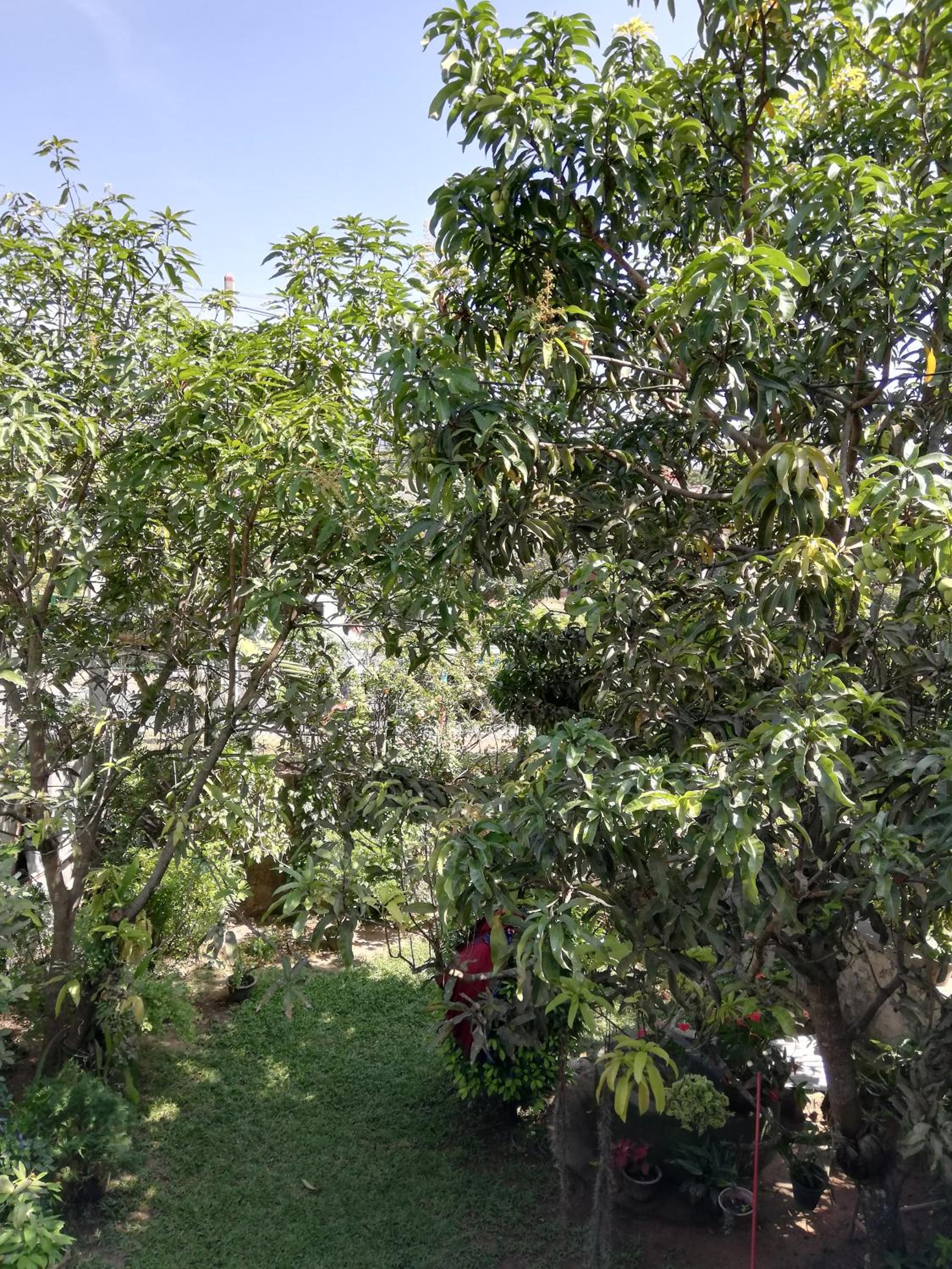 Nisadi Villa, Bentota - 9