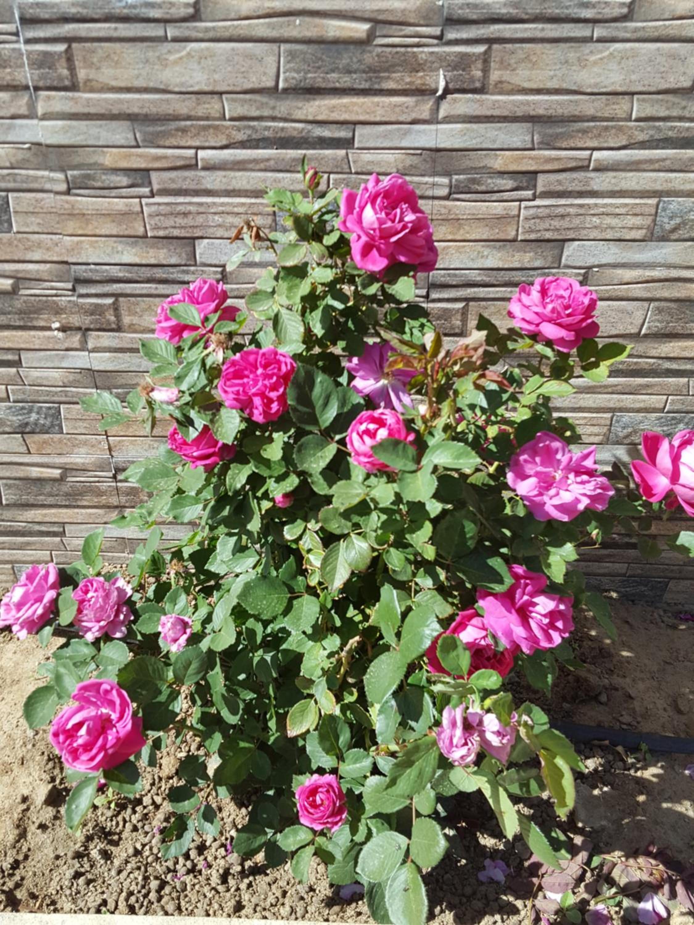 Photo 25