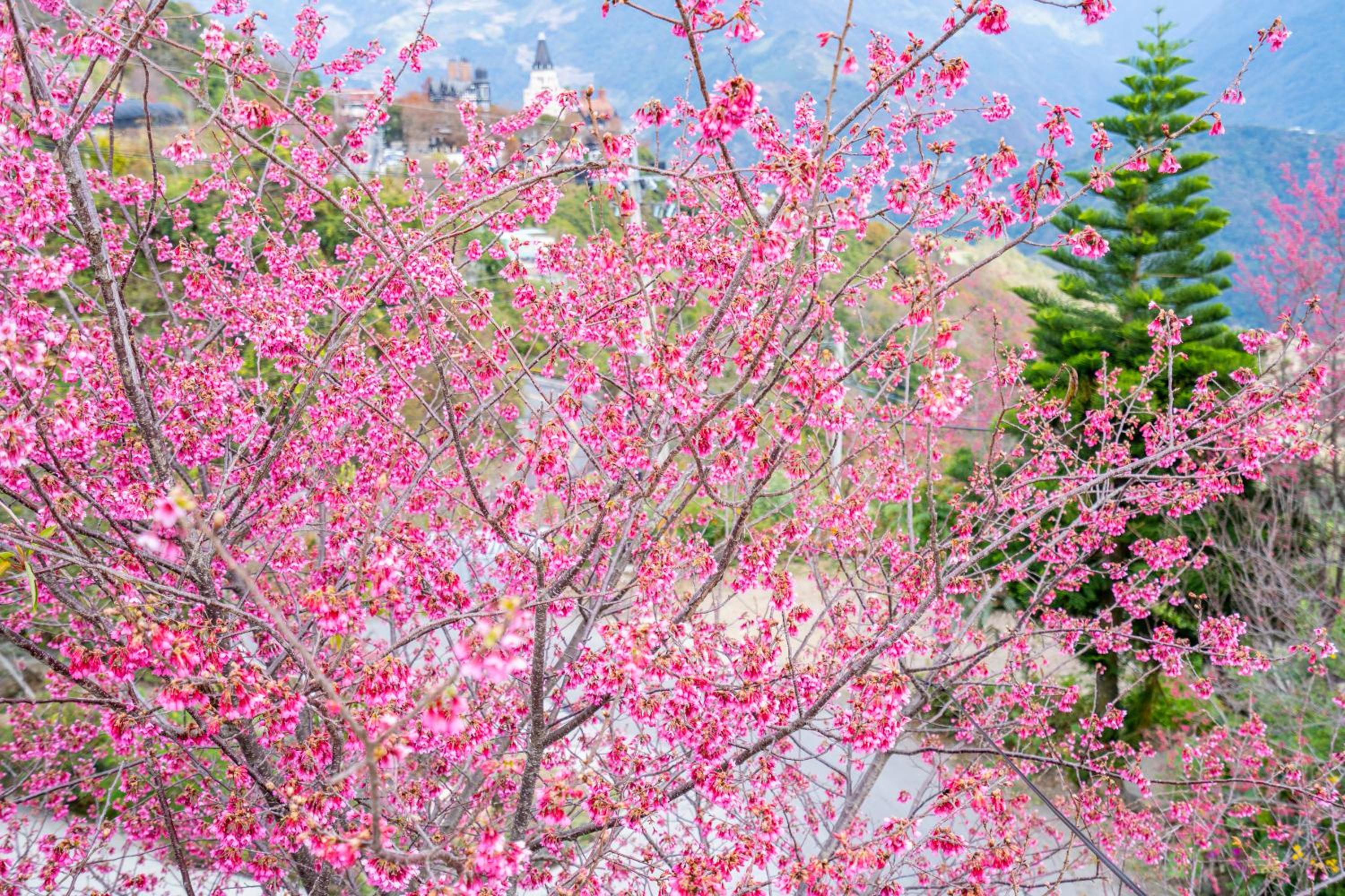 Yunnan Homestaty