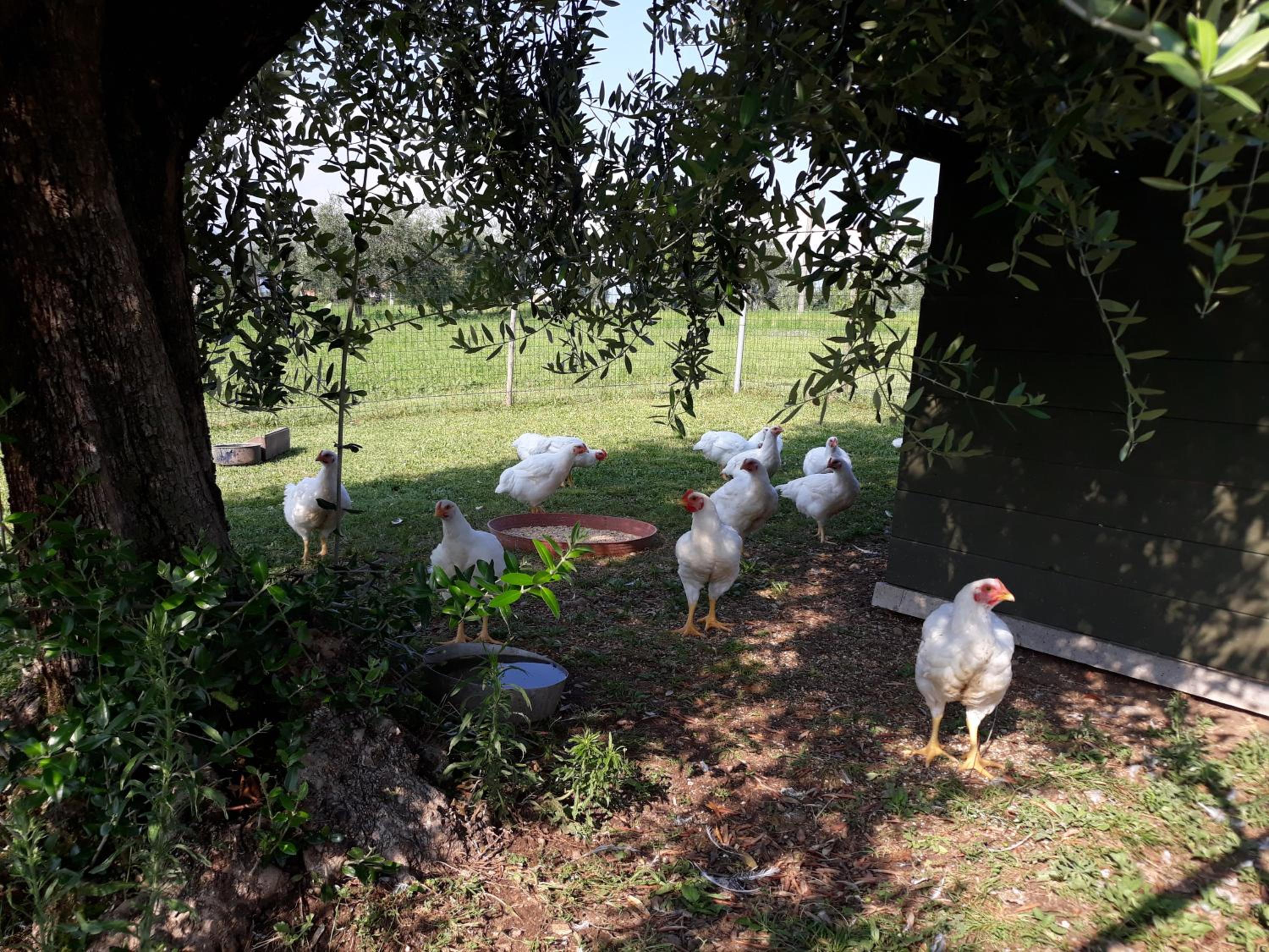 Agriturismo la Scala view 3