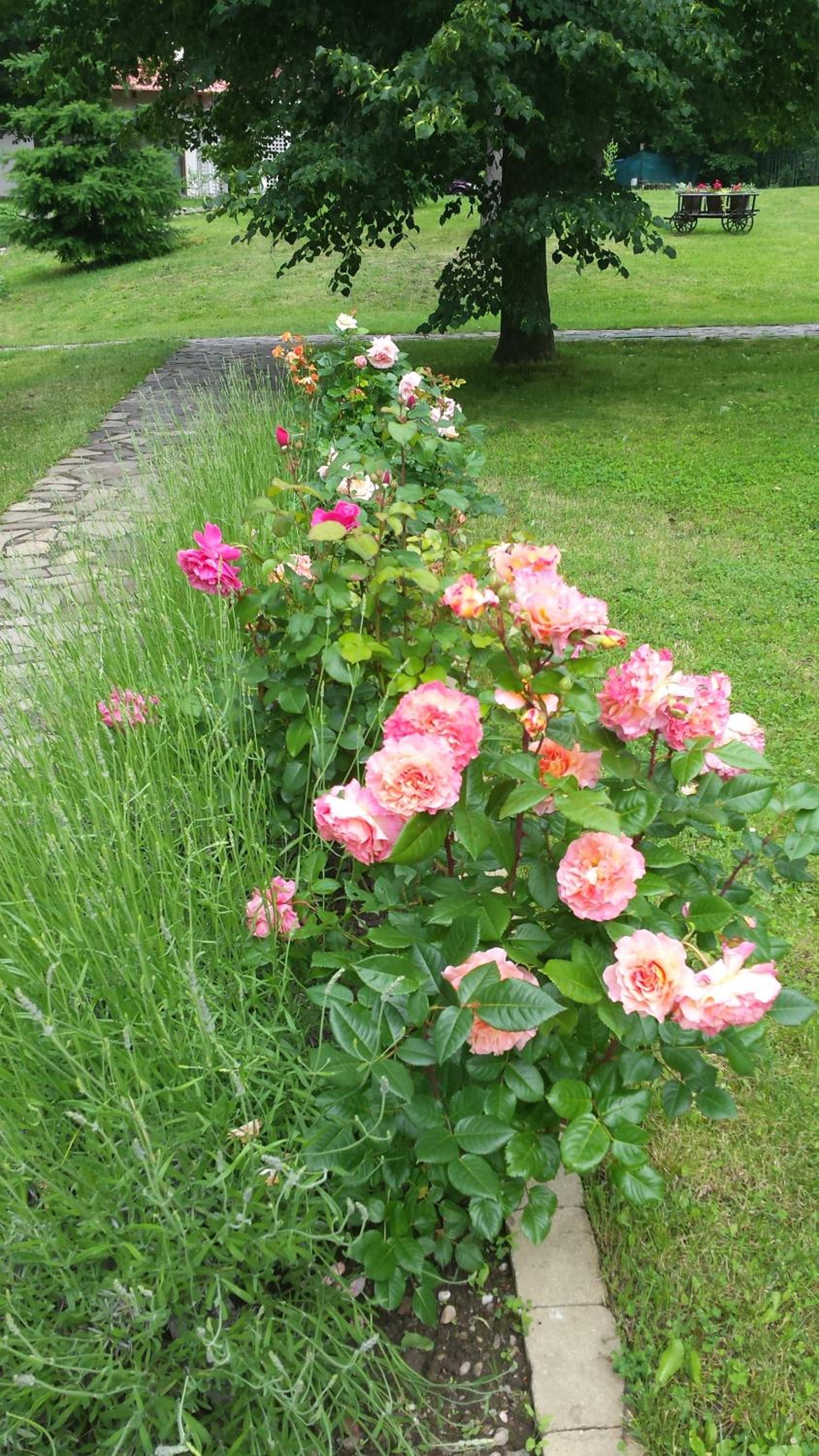 Photo 21