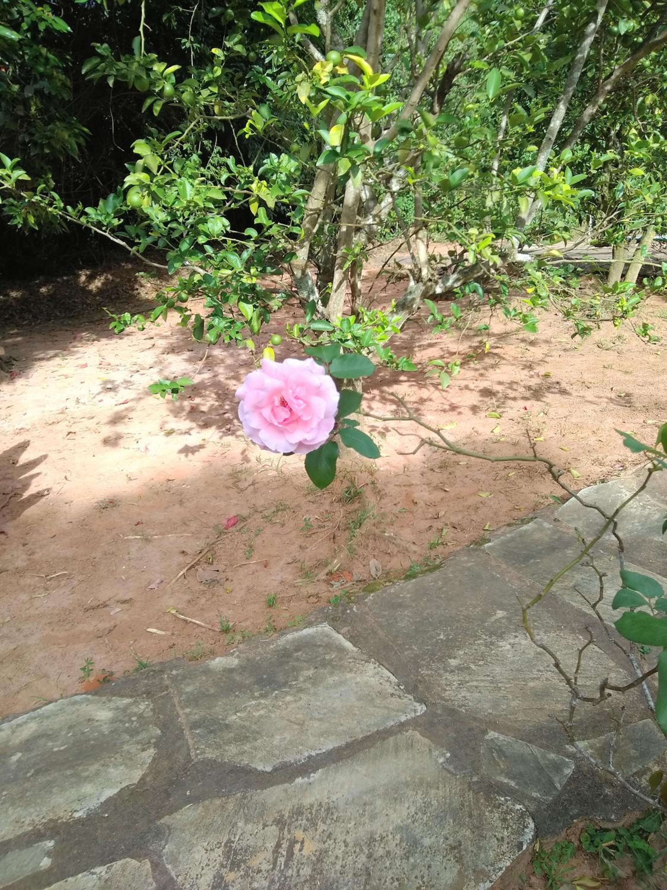 Photo 44