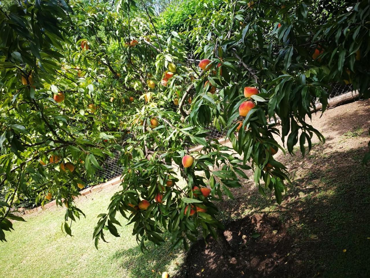 El Maná