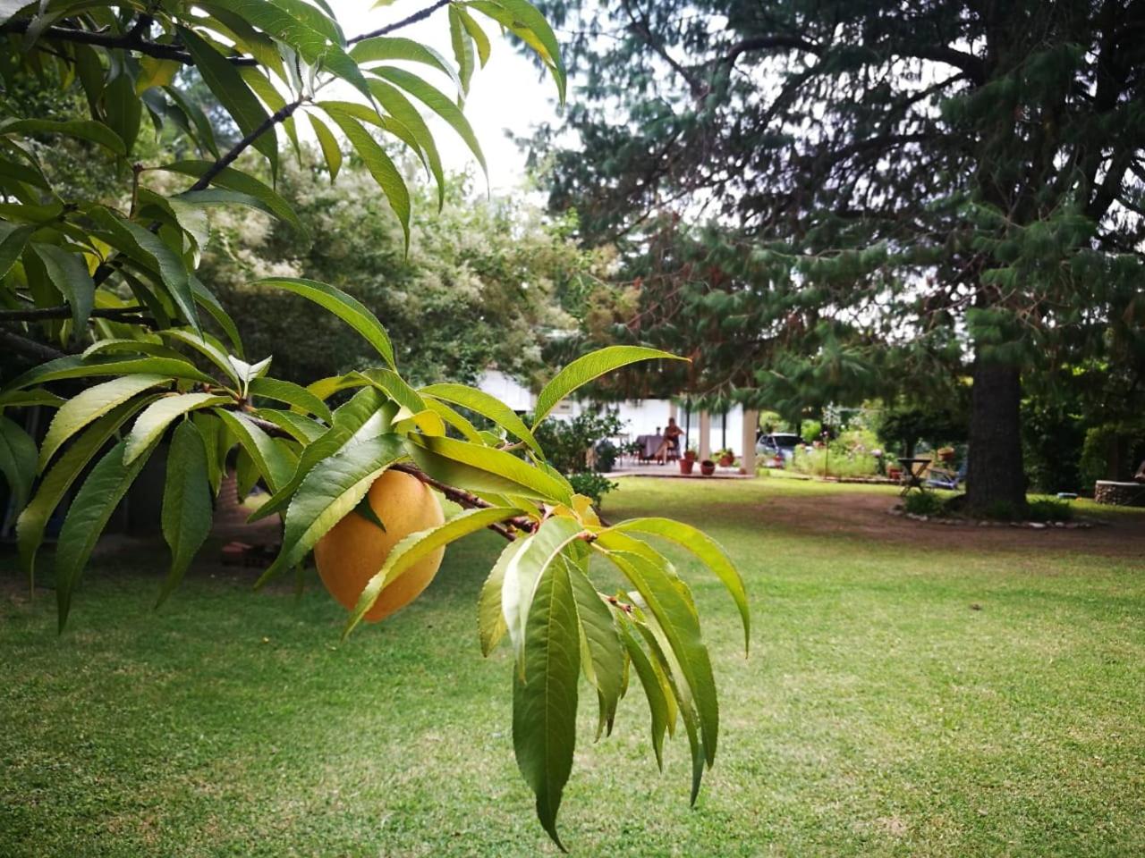 El Maná