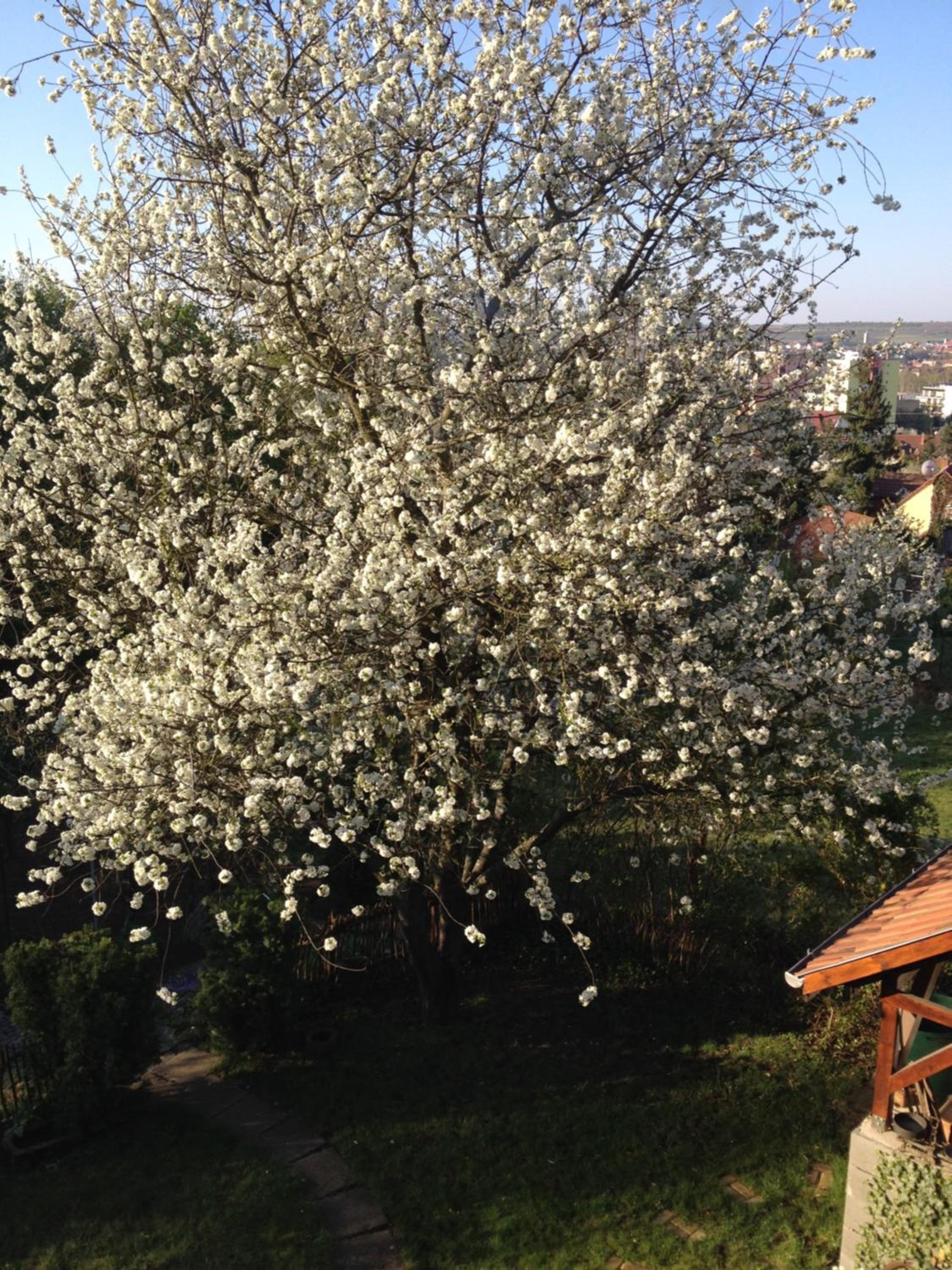 Photo 45