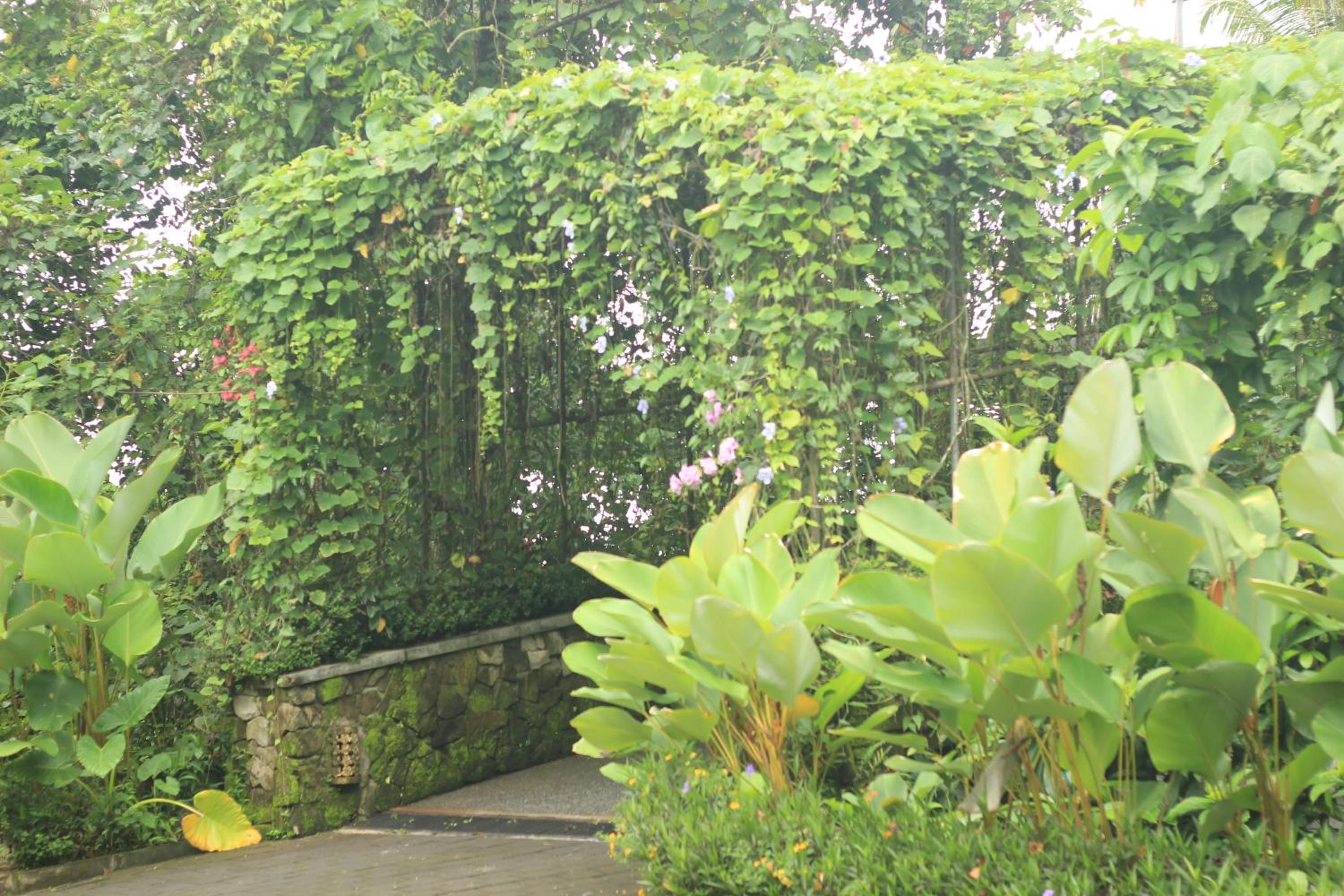 BeingSattvaa Luxury Ubud