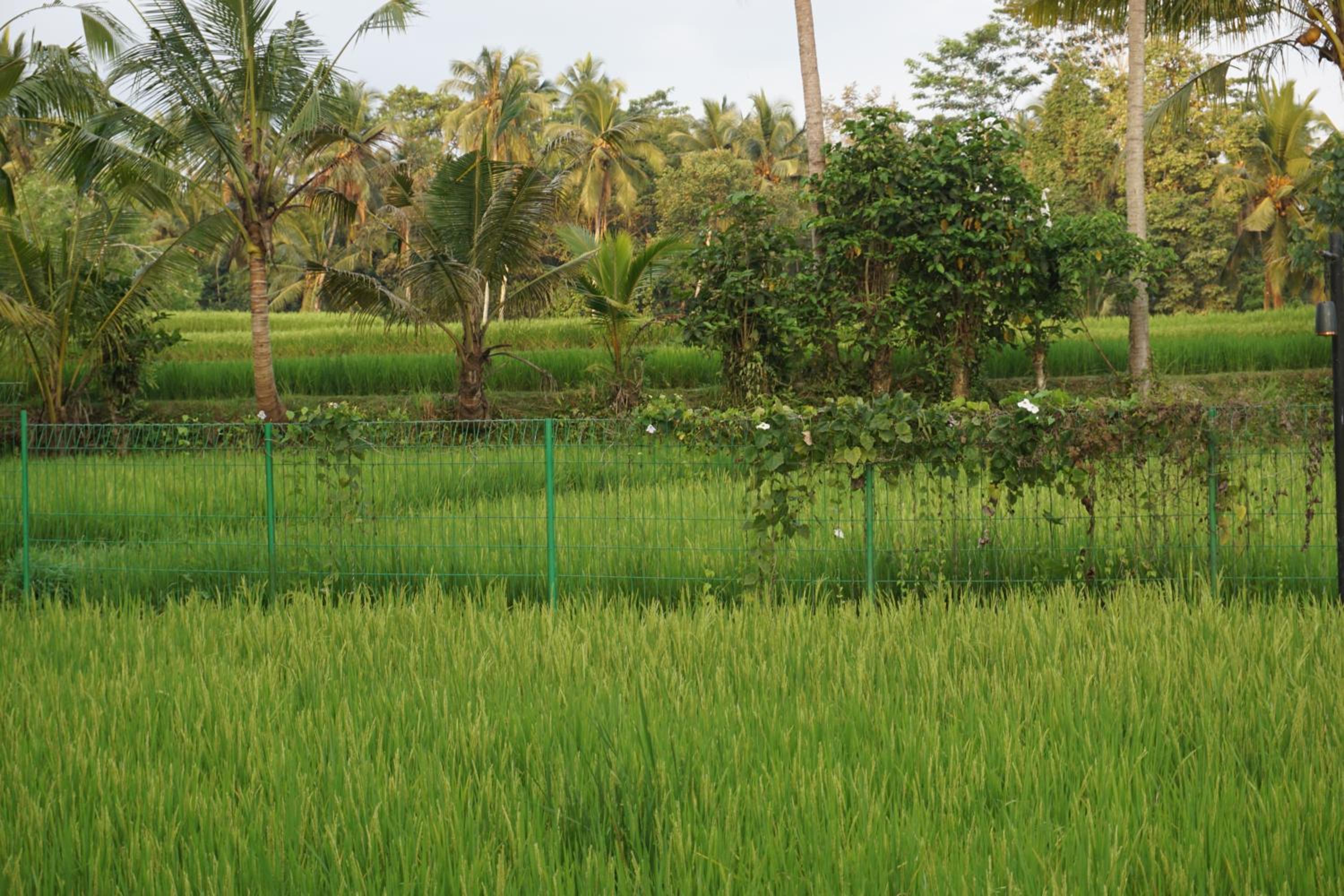 BeingSattvaa Luxury Ubud