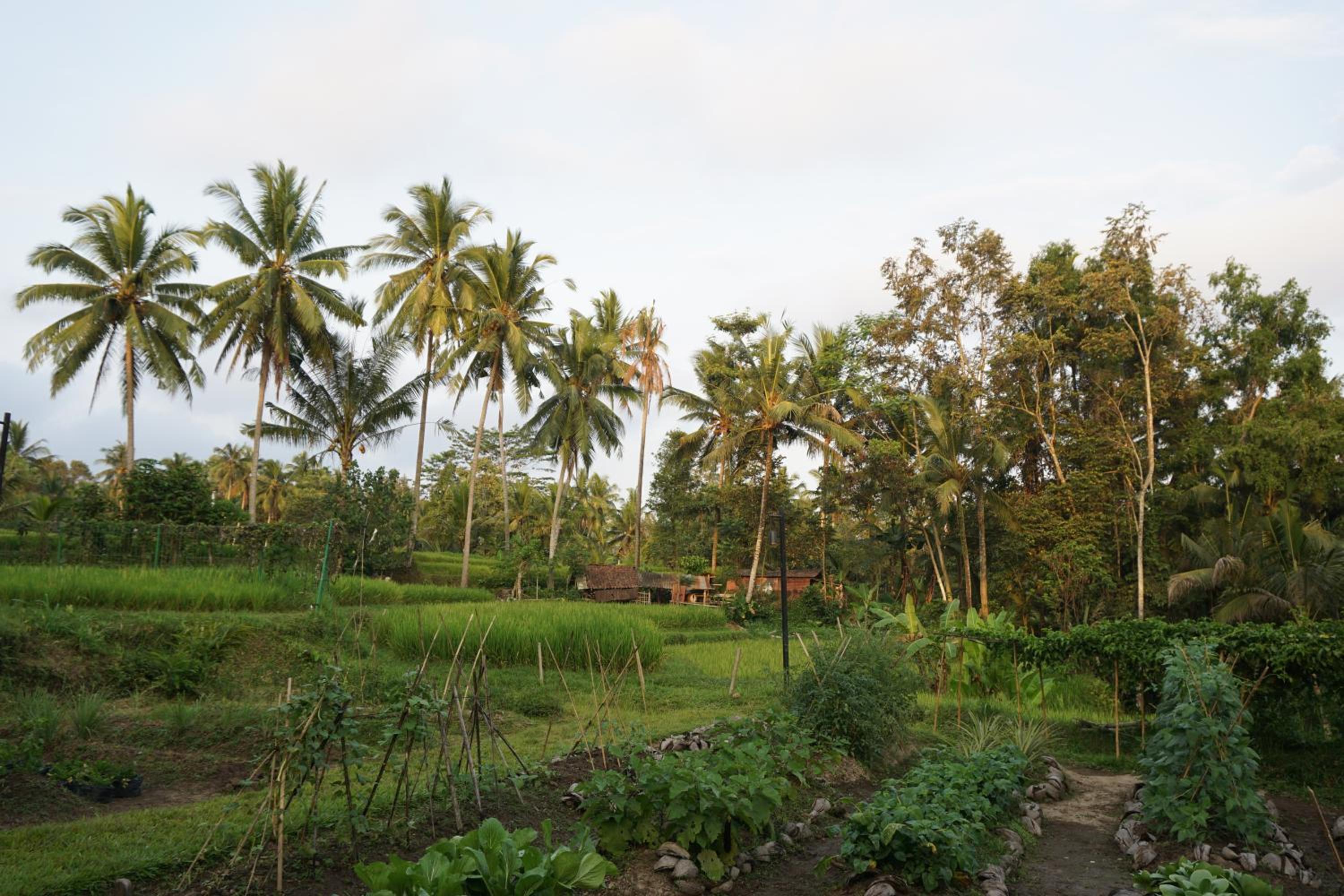 BeingSattvaa Luxury Ubud