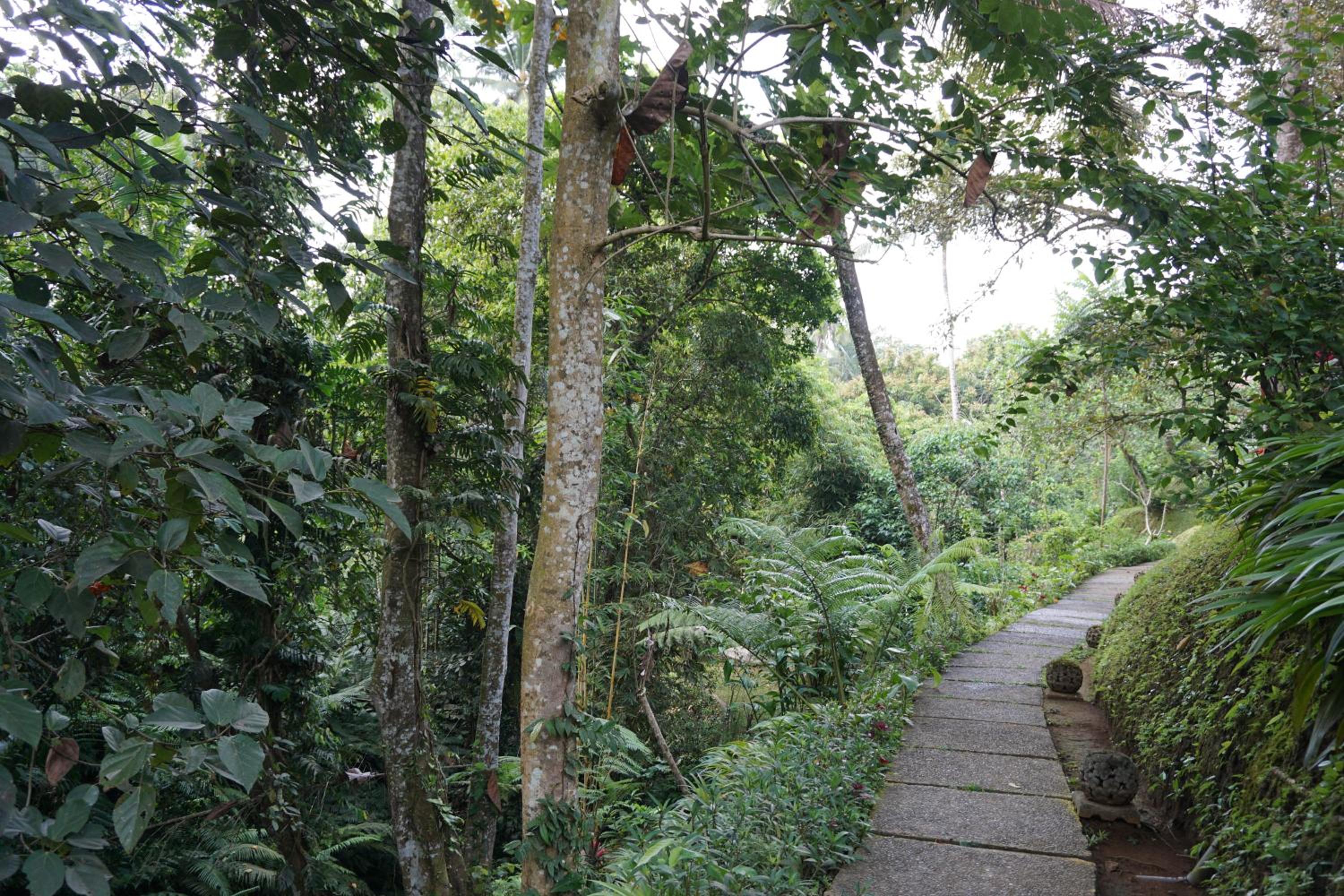 BeingSattvaa Luxury Ubud