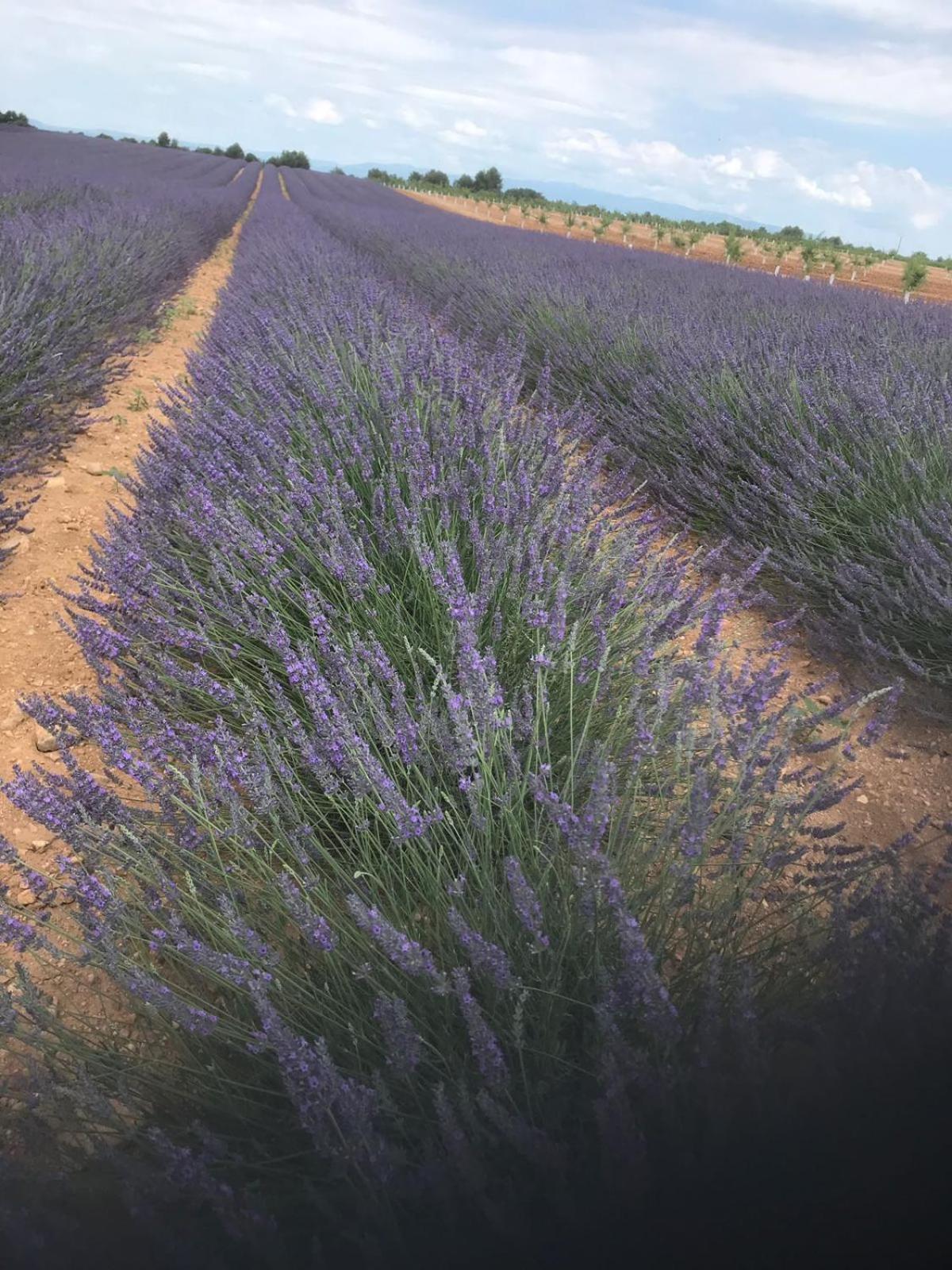 L' Esmerand view 5