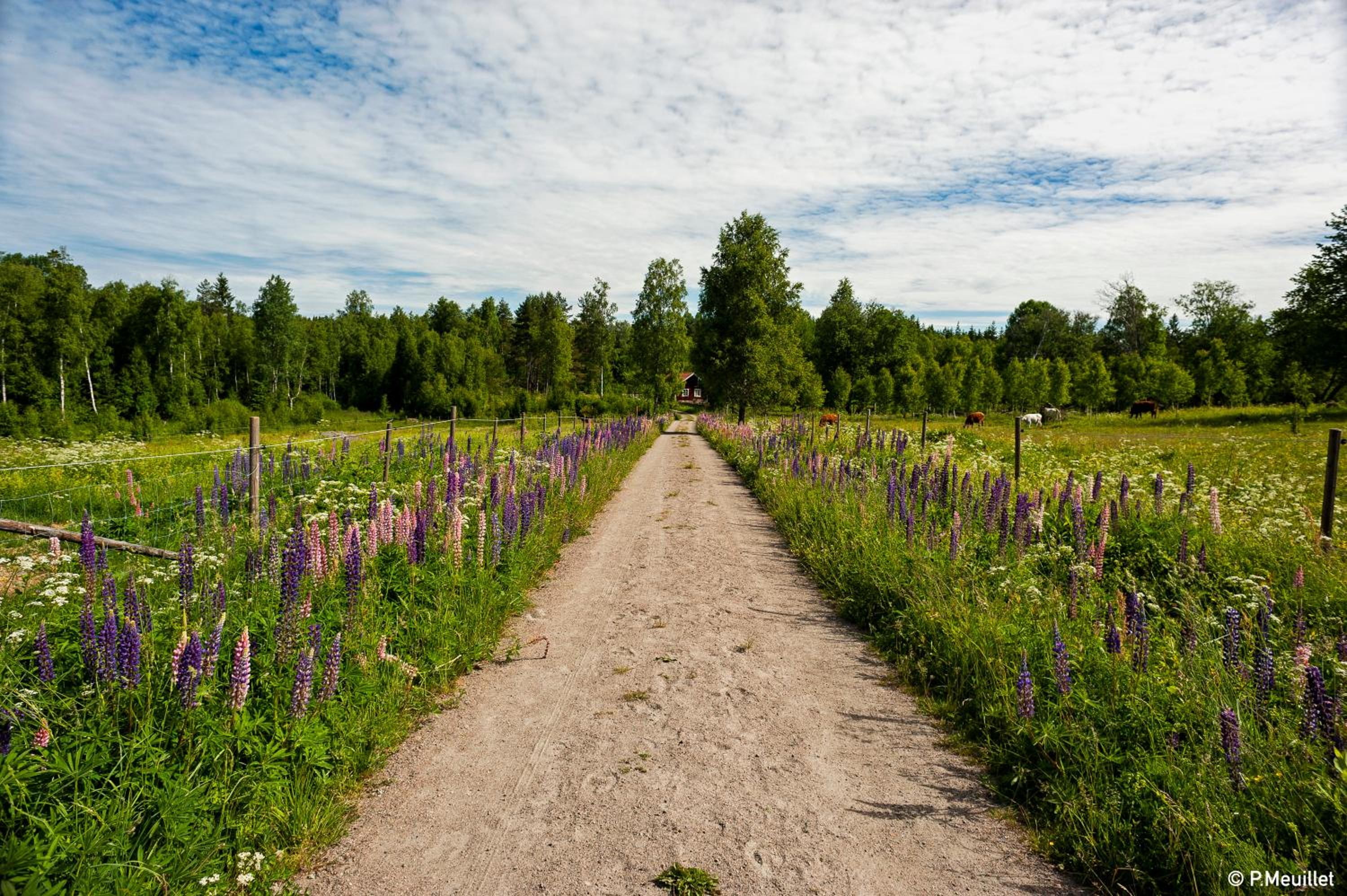 STF Tivedstorp