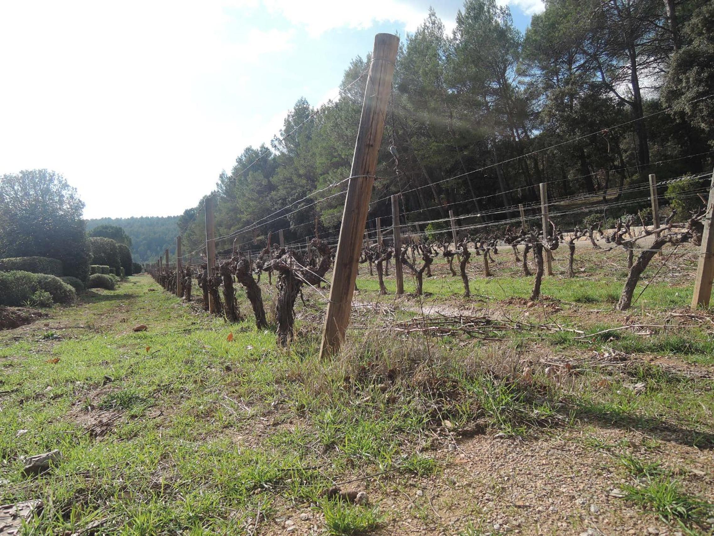 Le Petit Paradis - La Provençale, photo 11