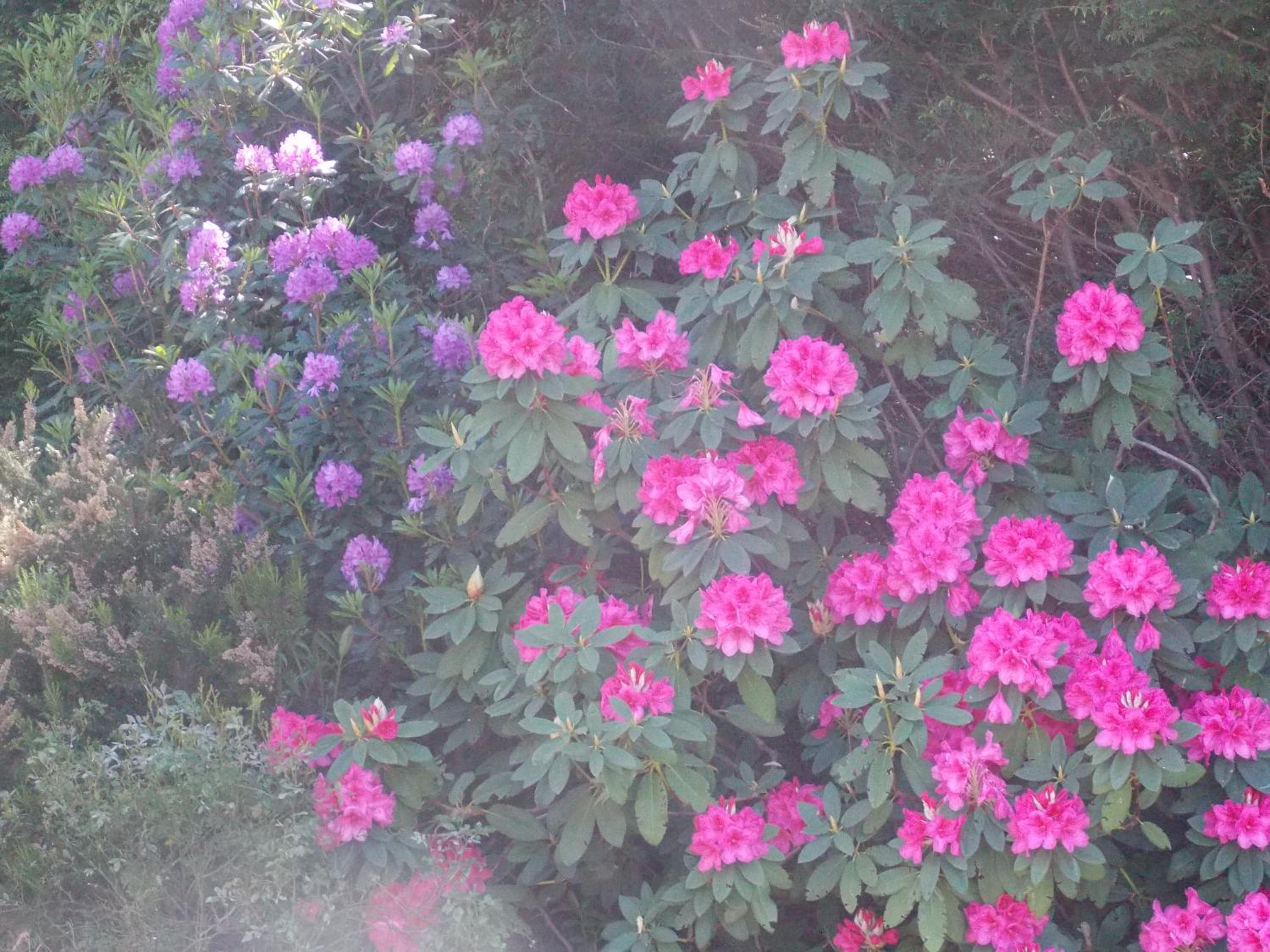 B&B Le Camelie del Bosco