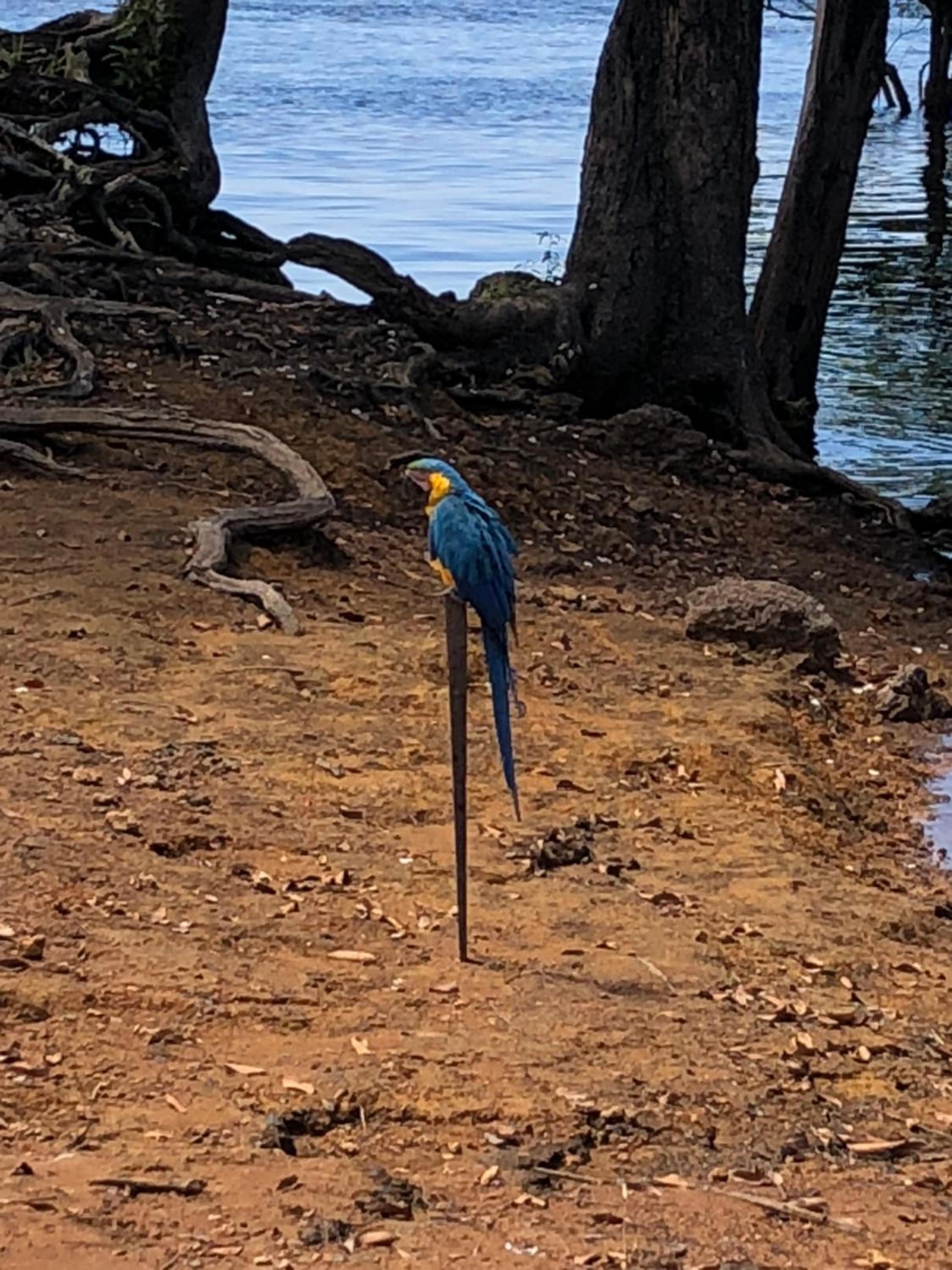 Amazônia ParkSuítes