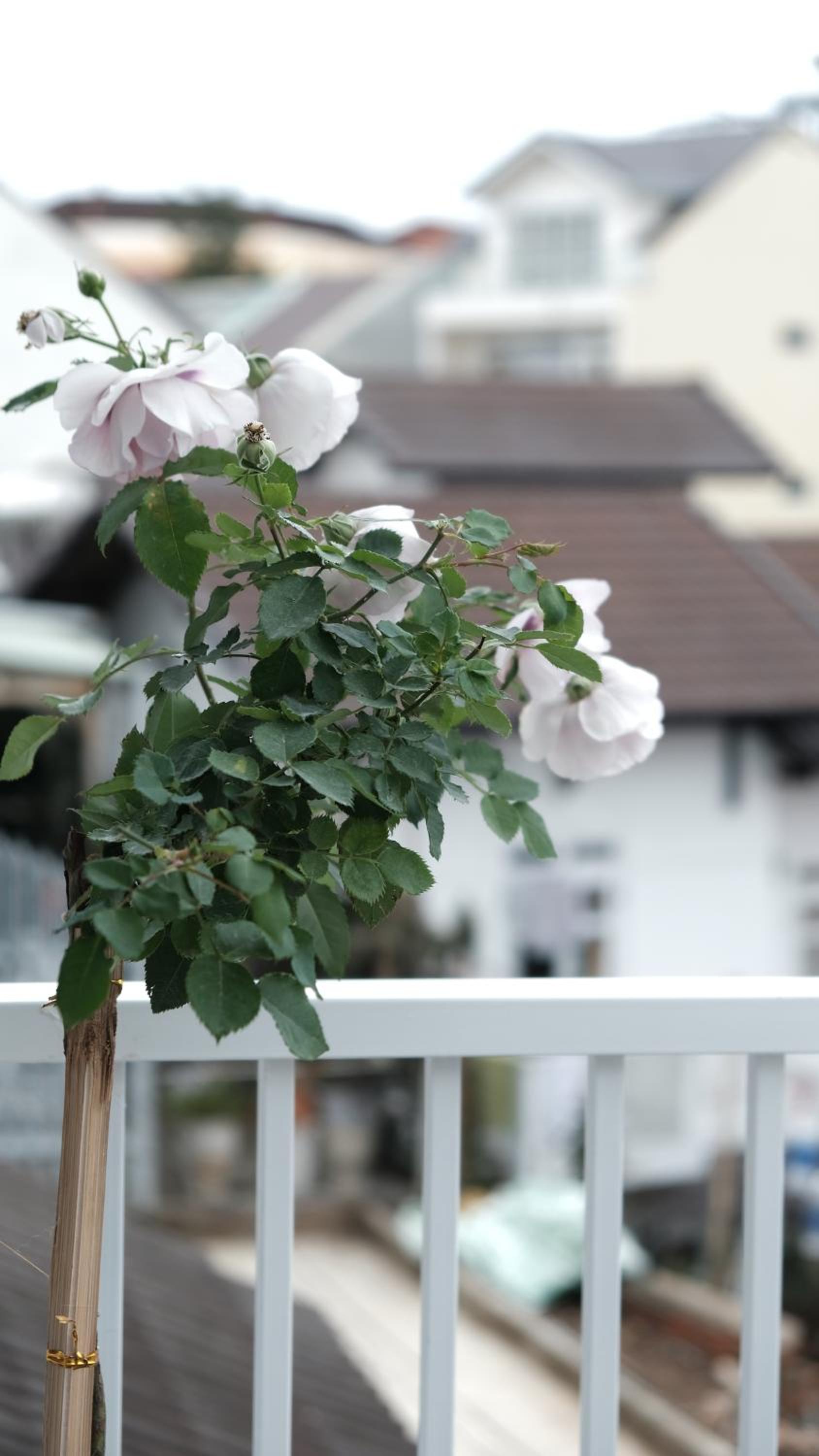 TUTU House