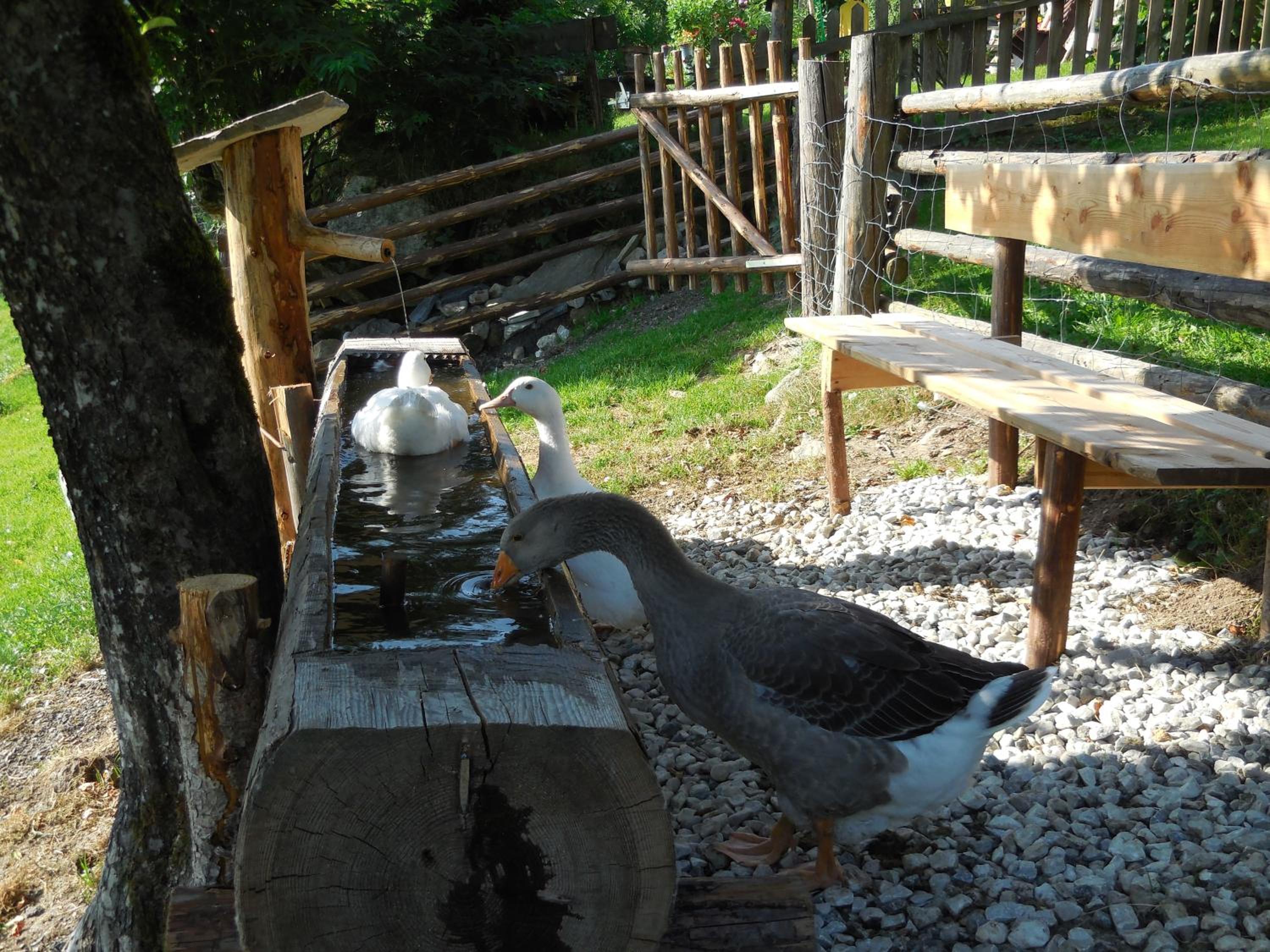 Bauernhof Oberscheffau