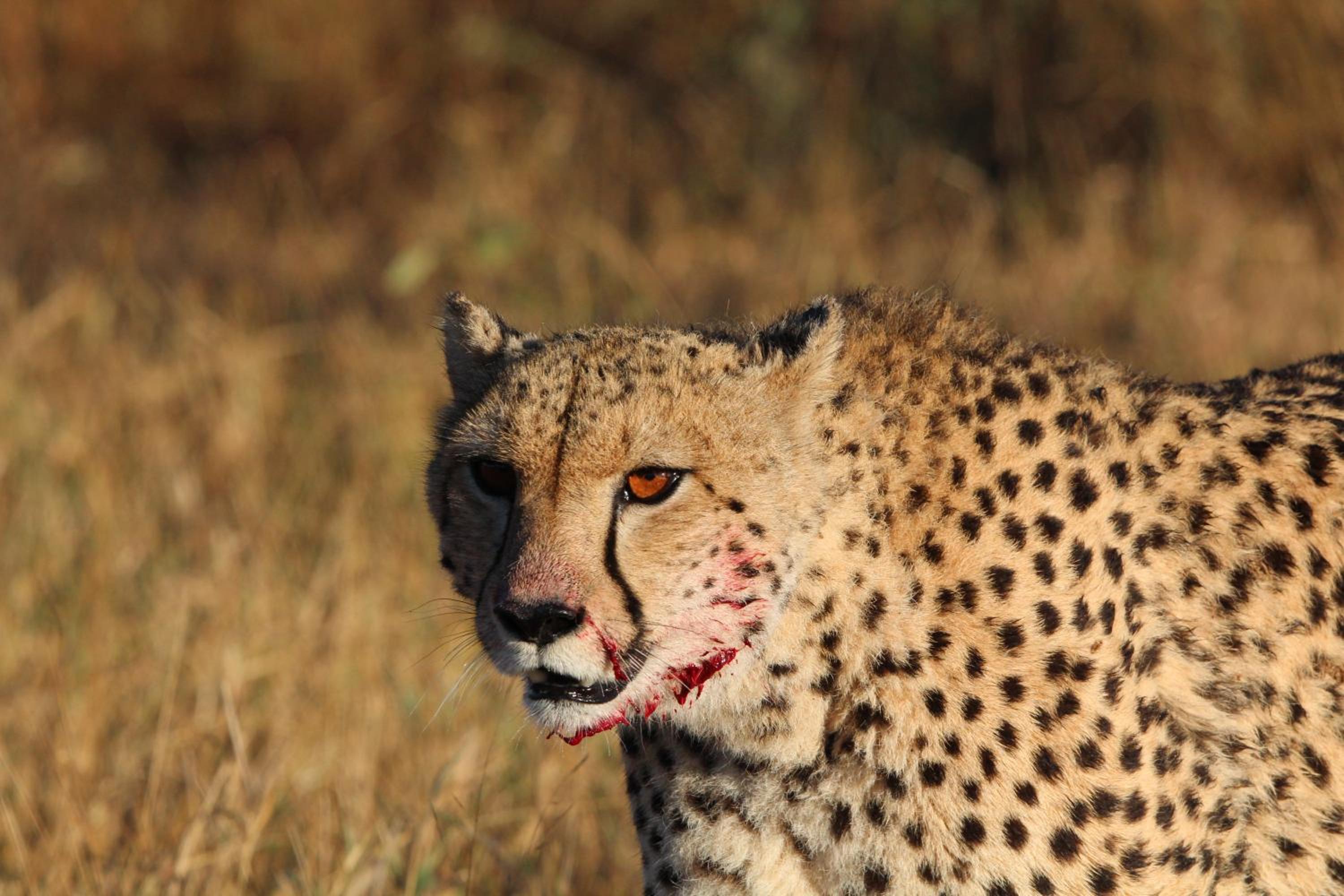 Kruger Safari Animal Encounter