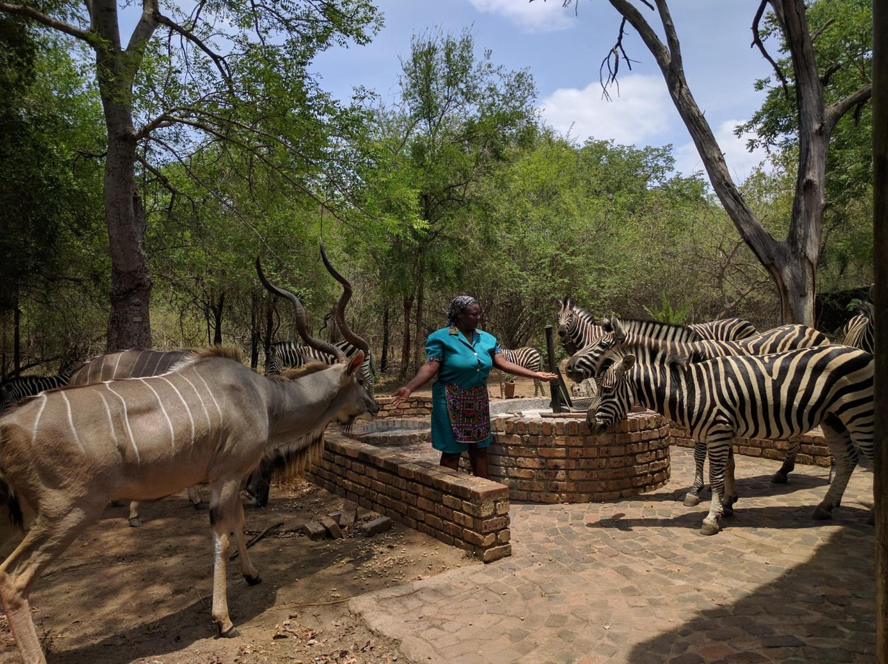 Kruger Safari Animal Encounter