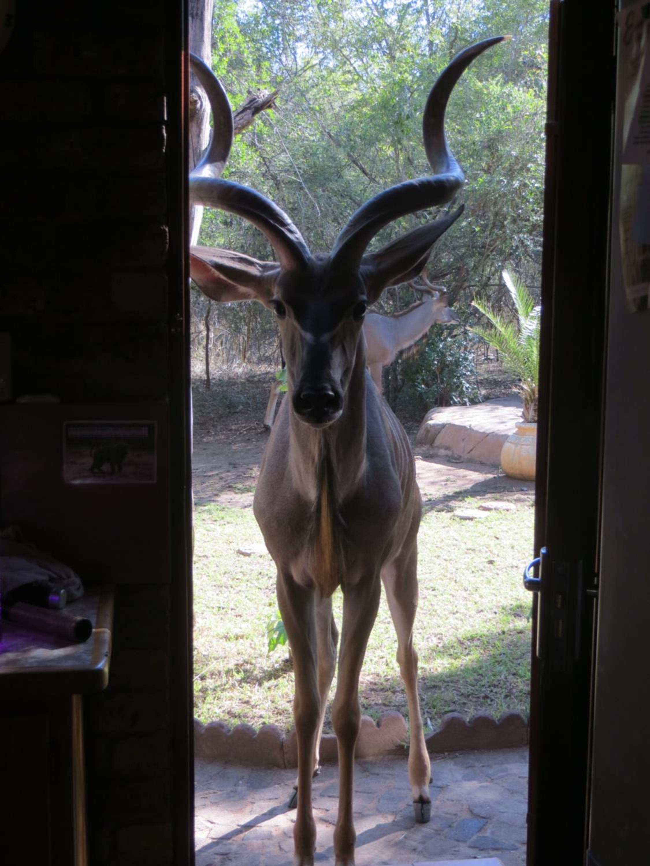 Kruger Safari Animal Encounter