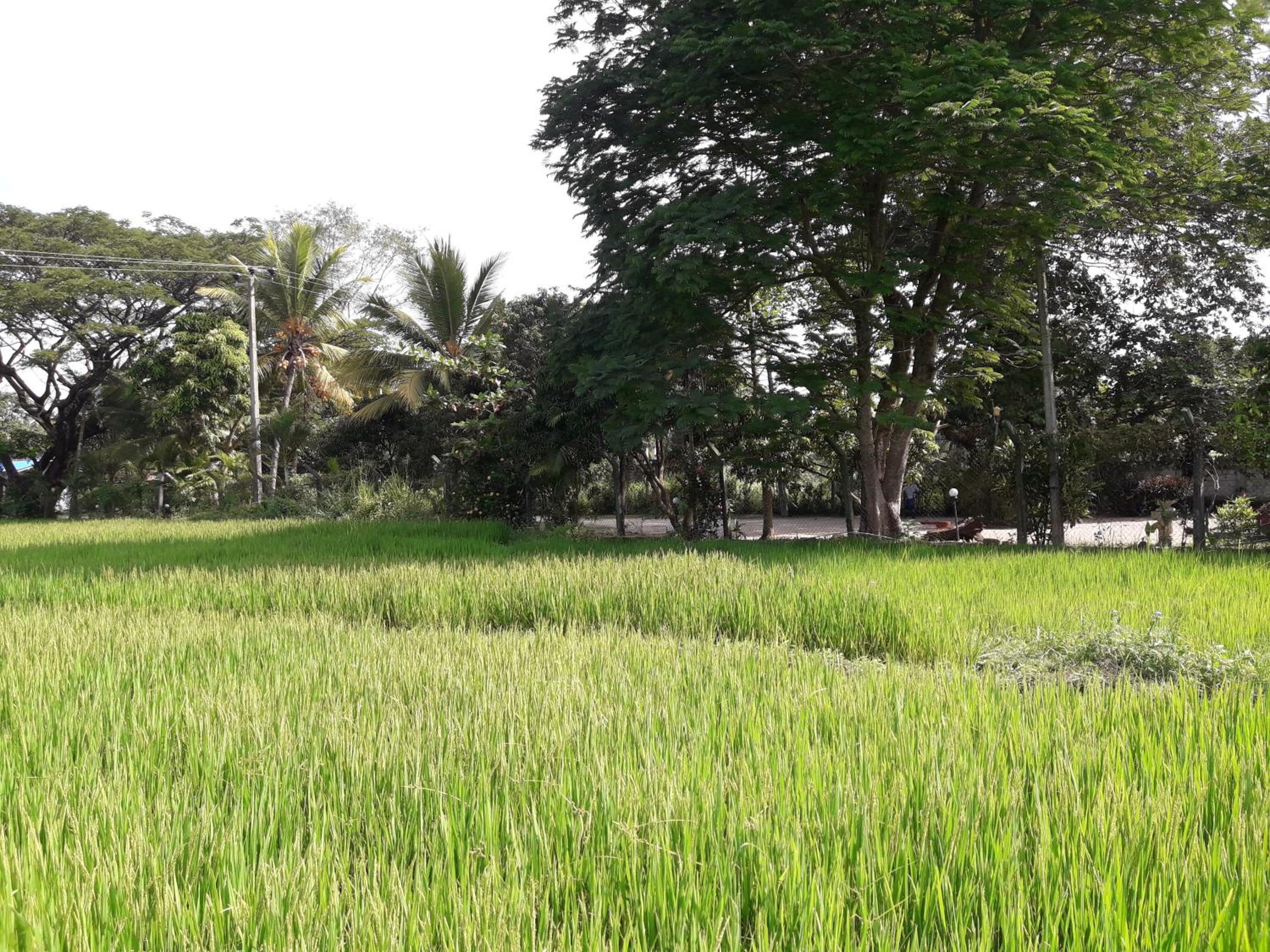 Hansika Guest Inn