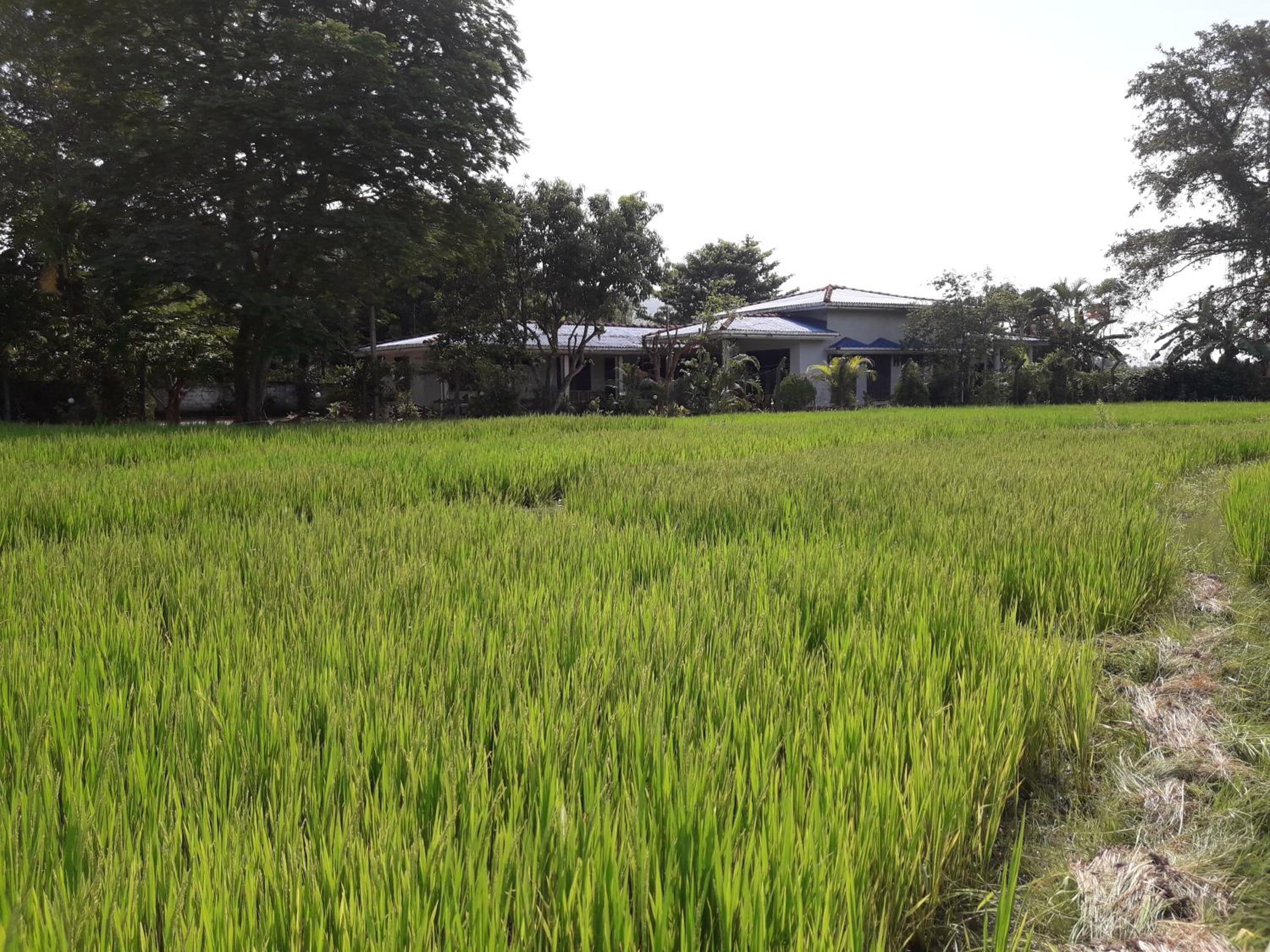 Hansika Guest Inn