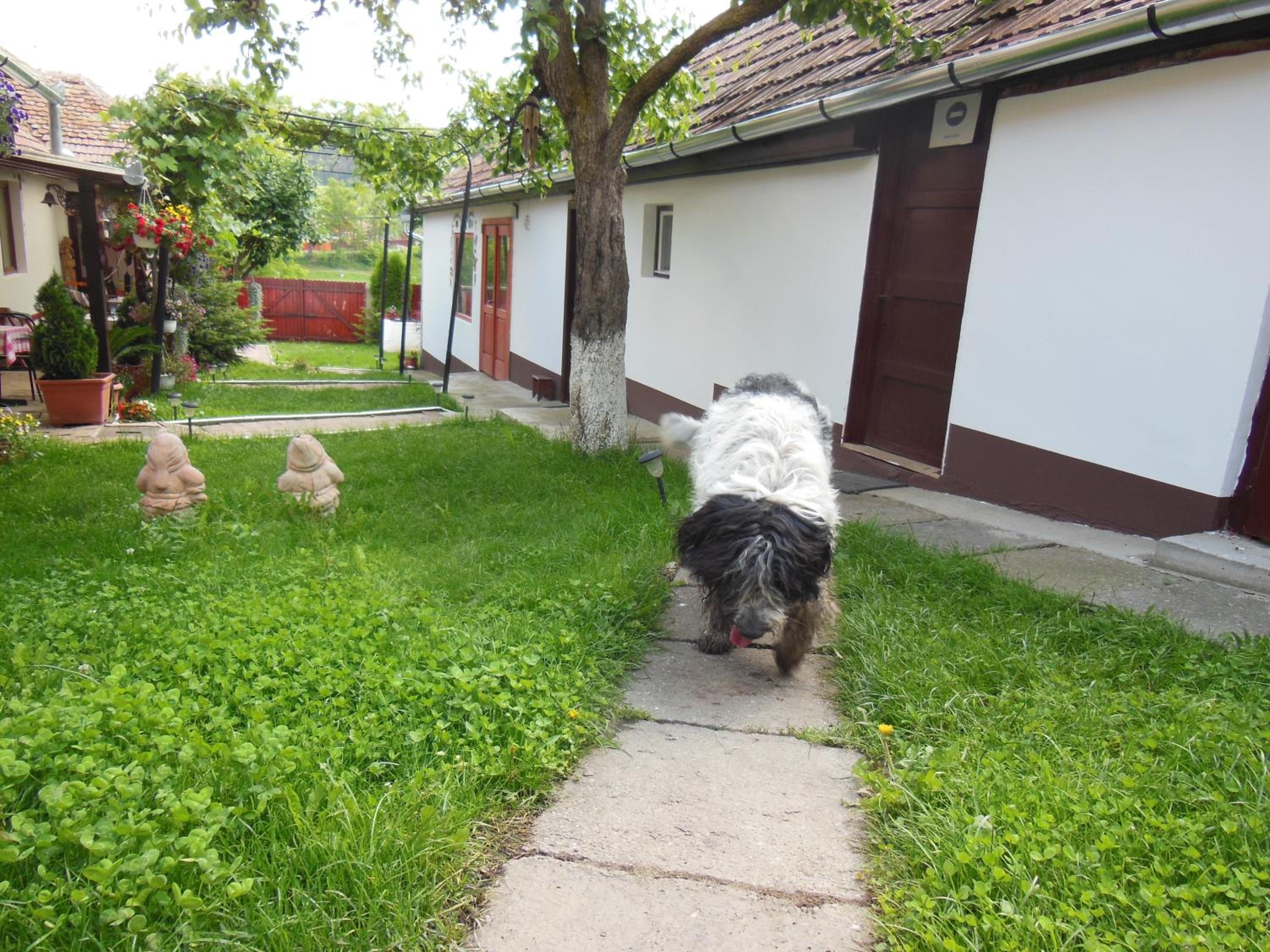 Photo 36