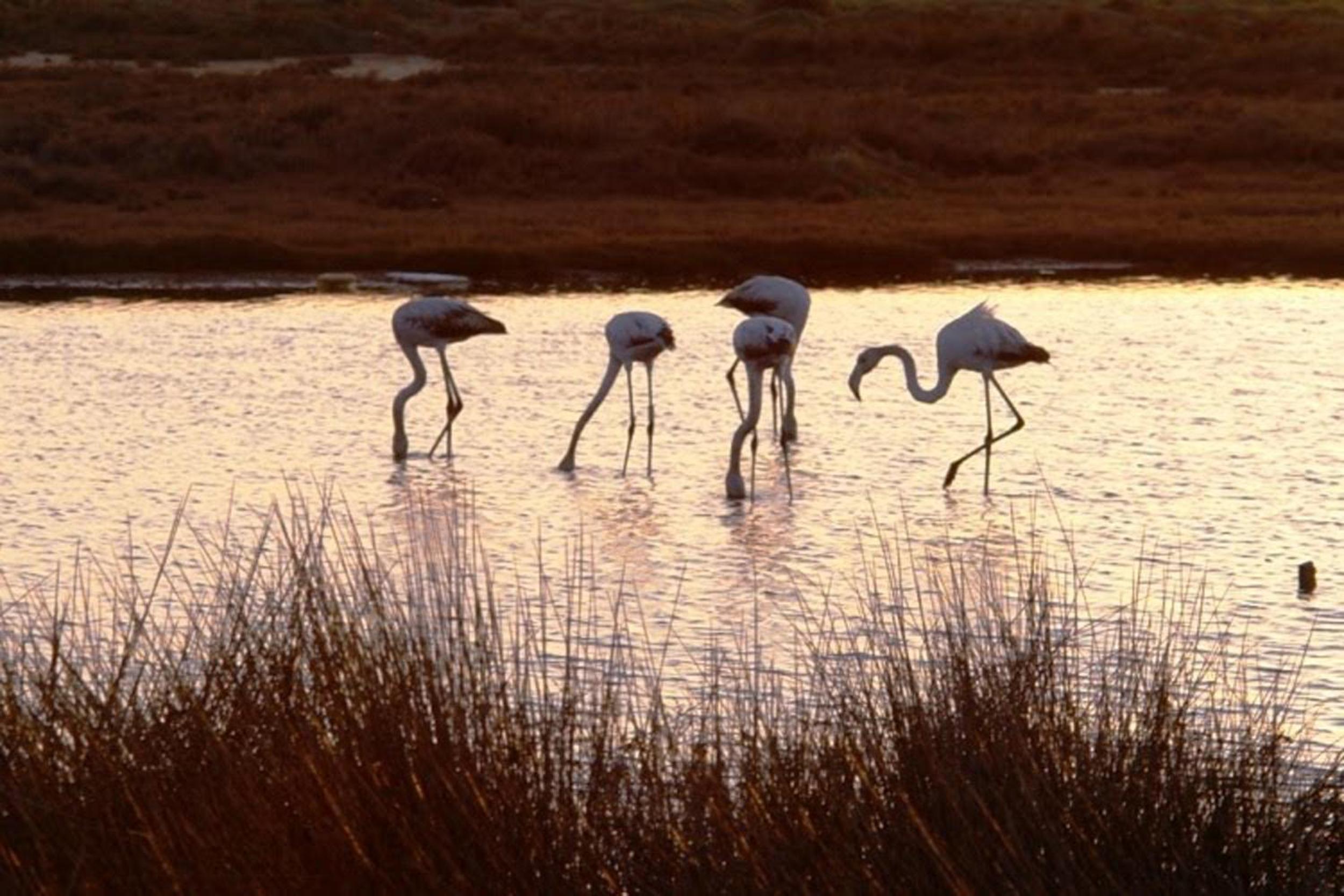 Dunas do Alvor - Torralvor, photo 42